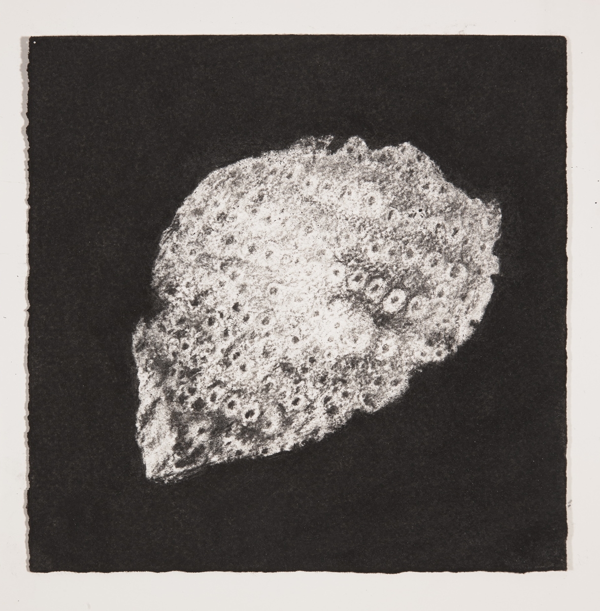 Coral, 2014, charcoal on paper, 19x19cm