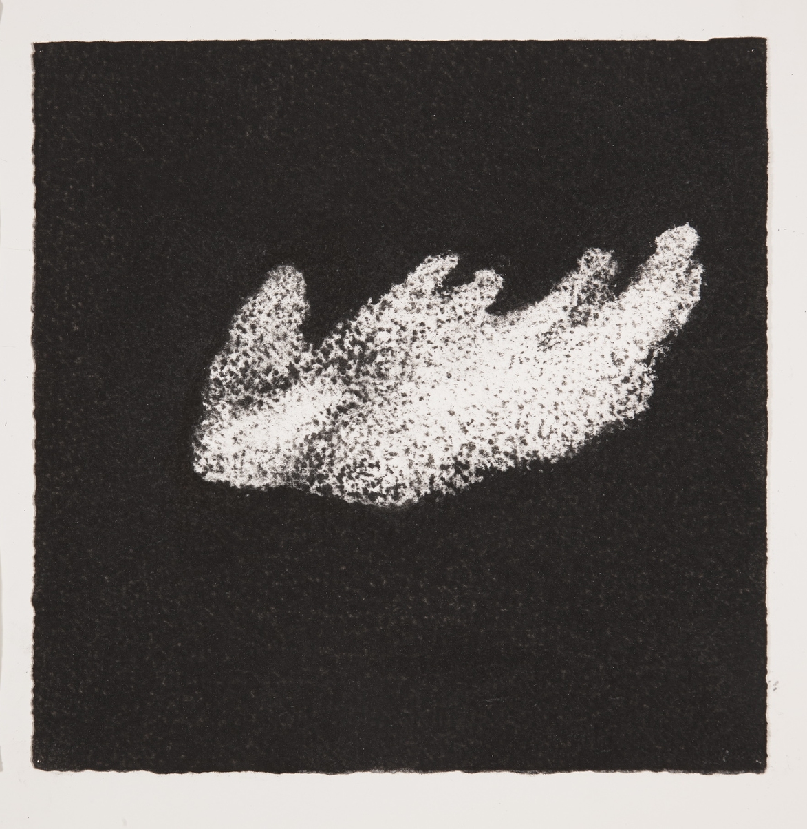  Coral, 2014, charcoal on paper, 19x19cm 