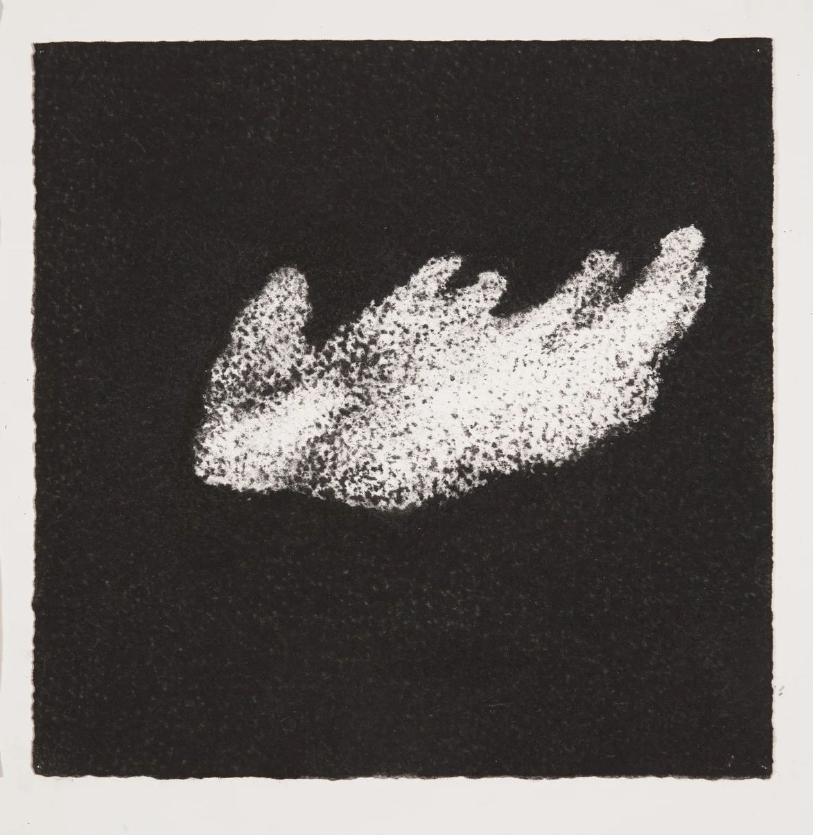 Coral, 2014, charcoal on paper, 19x19cm