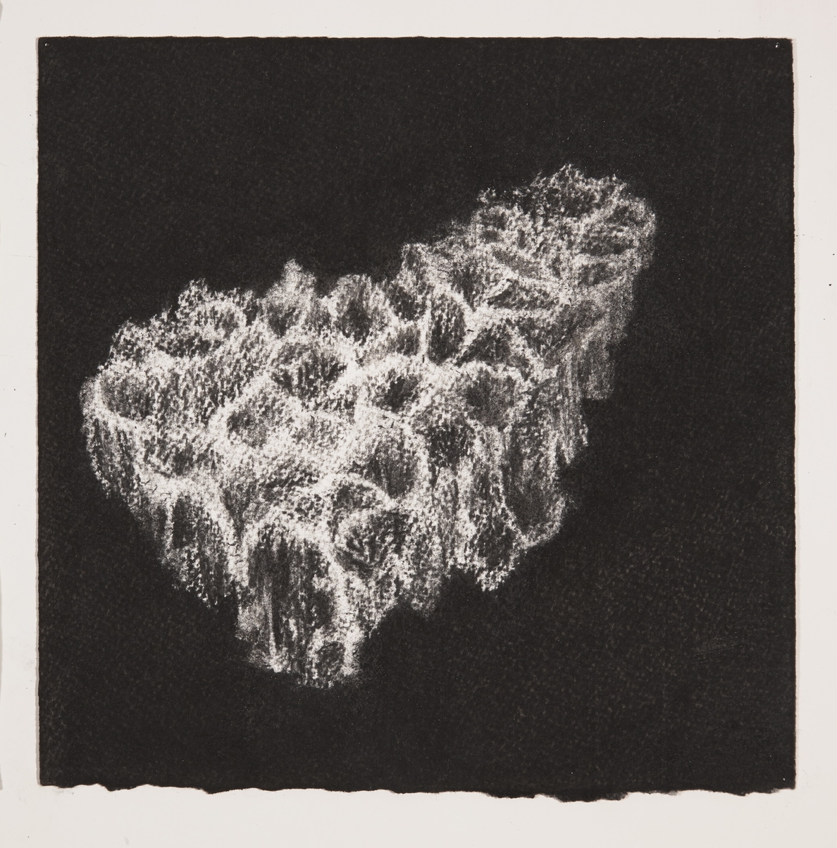  Coral, 2014, charcoal on paper, 19x19cm 