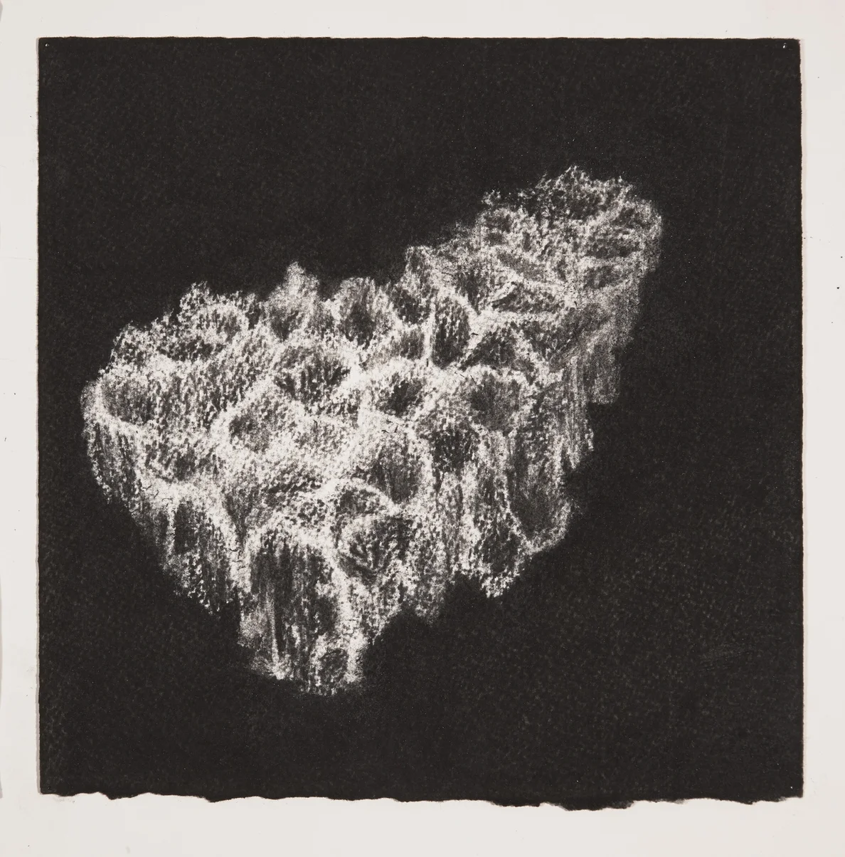 Coral, 2014, charcoal on paper, 19x19cm