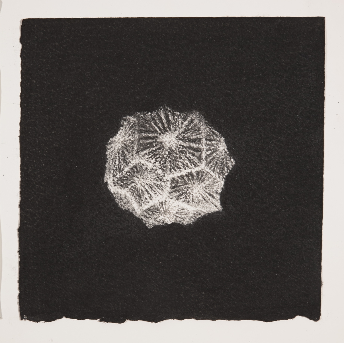  Coral, 2014, charcoal on paper, 19x19cm 