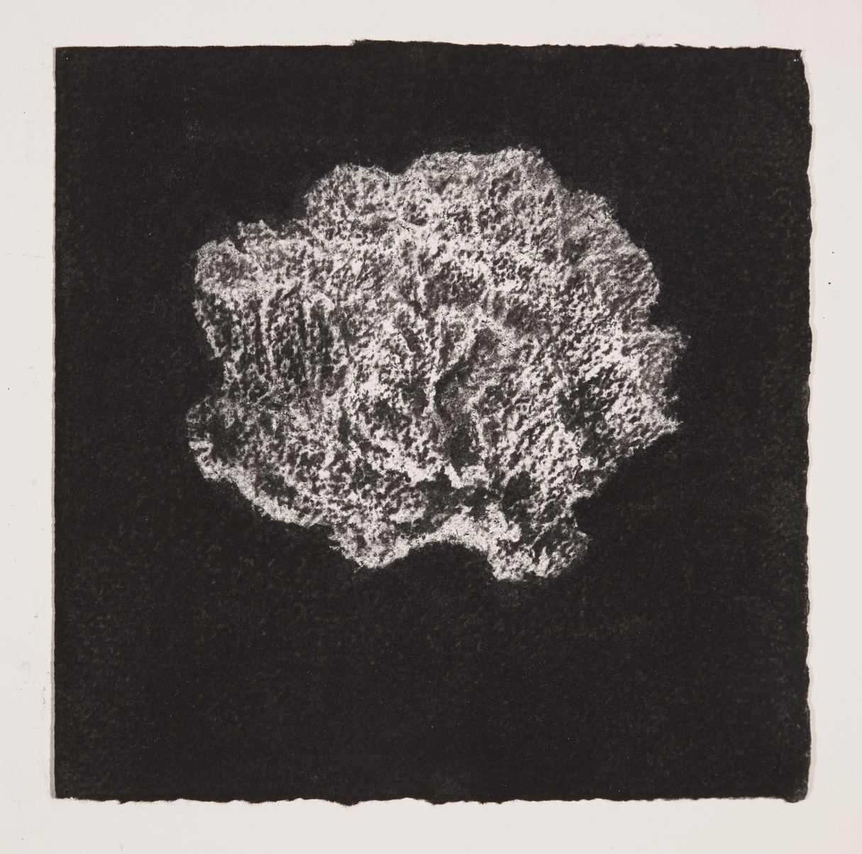  Coral, 2014, charcoal on paper, 19x19cm 