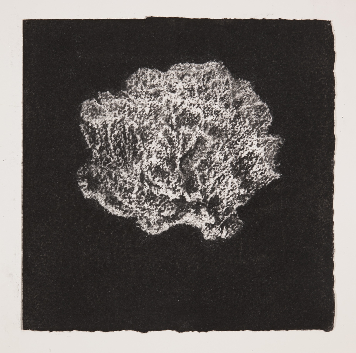 Coral, 2014, charcoal on paper, 19x19cm