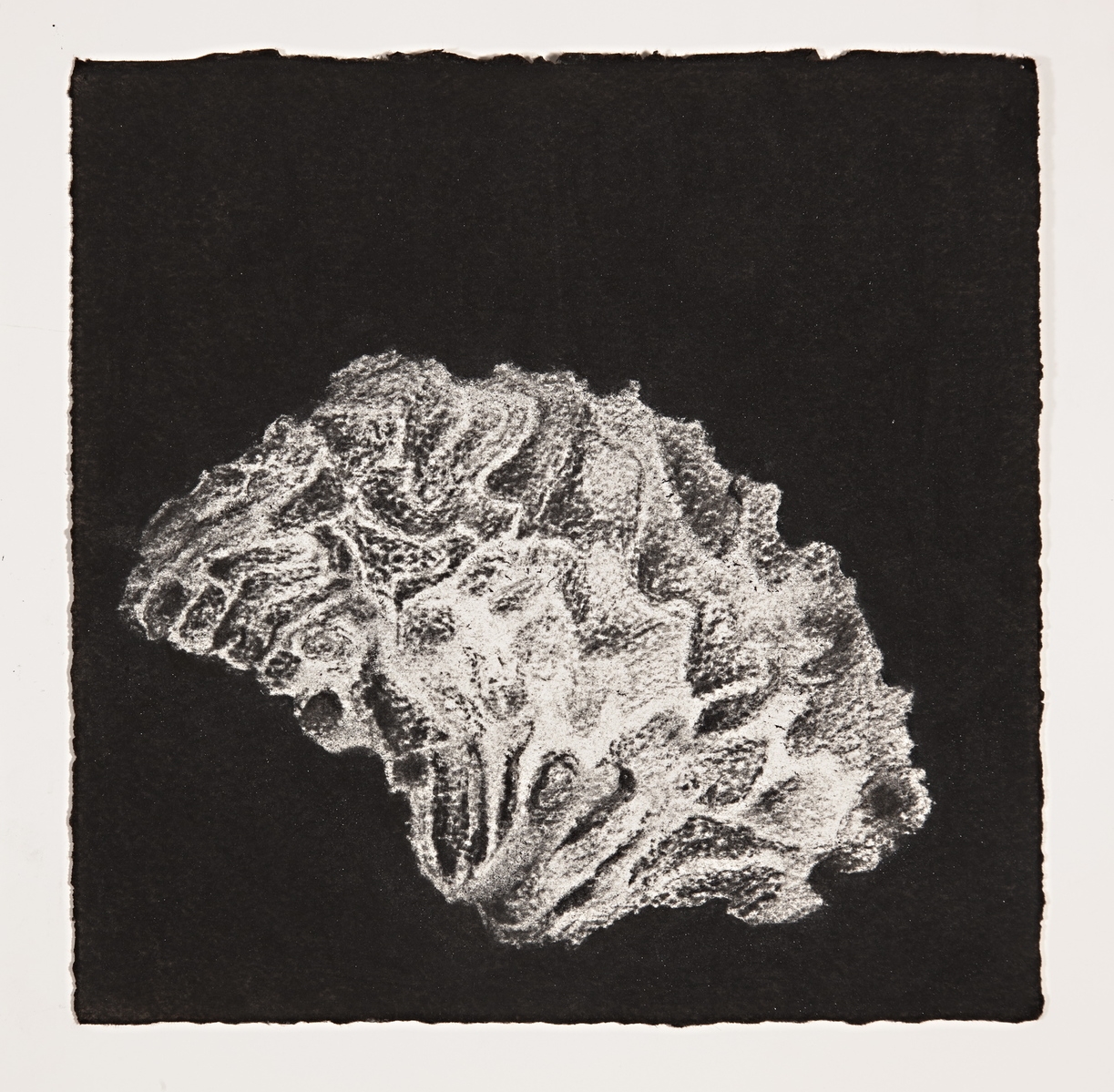  Coral, 2014, charcoal on paper, 19x19cm 