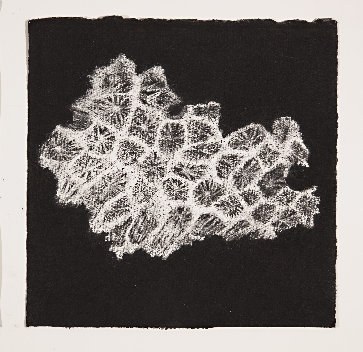  Coral, 2014, charcoal on paper, 19x19cm 