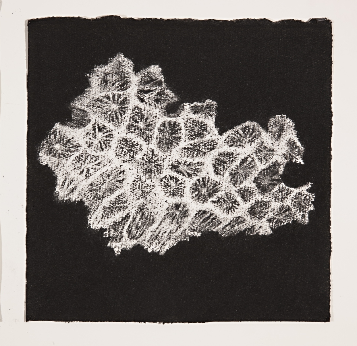 Coral, 2014, charcoal on paper, 19x19cm
