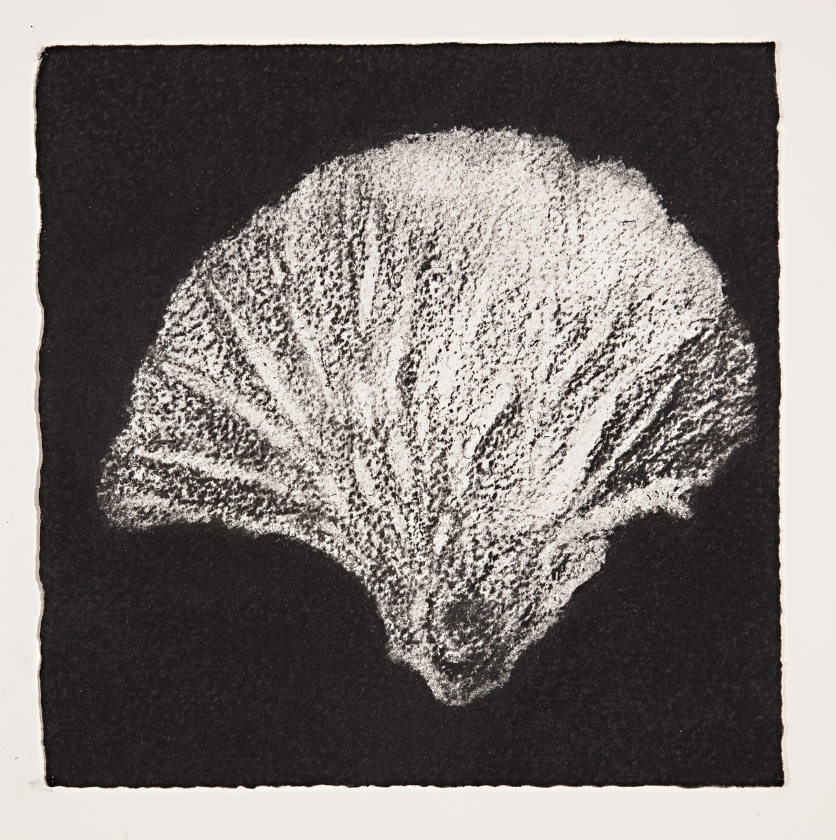  Coral, 2014, charcoal on paper, 19x19cm 