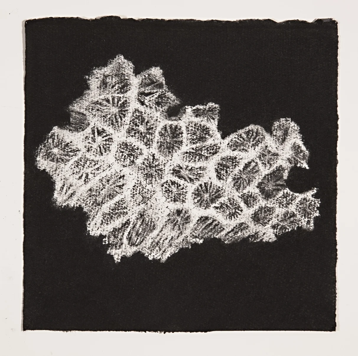Coral, 2014, charcoal on paper, 19x19cm