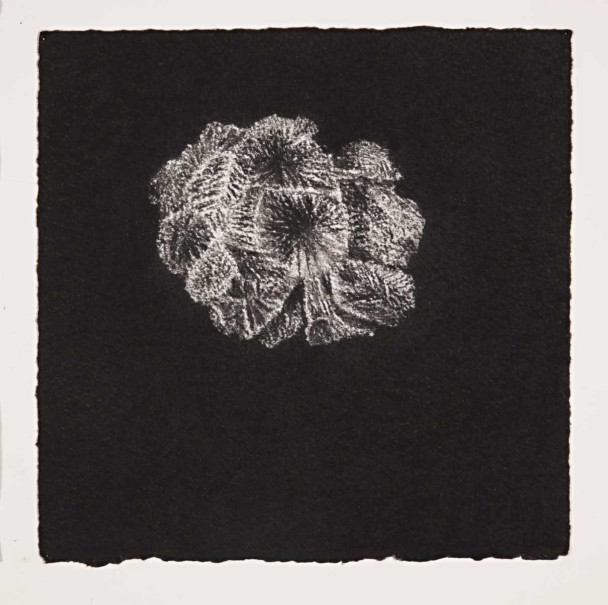  Coral, 2014, charcoal on paper, 19x19cm 