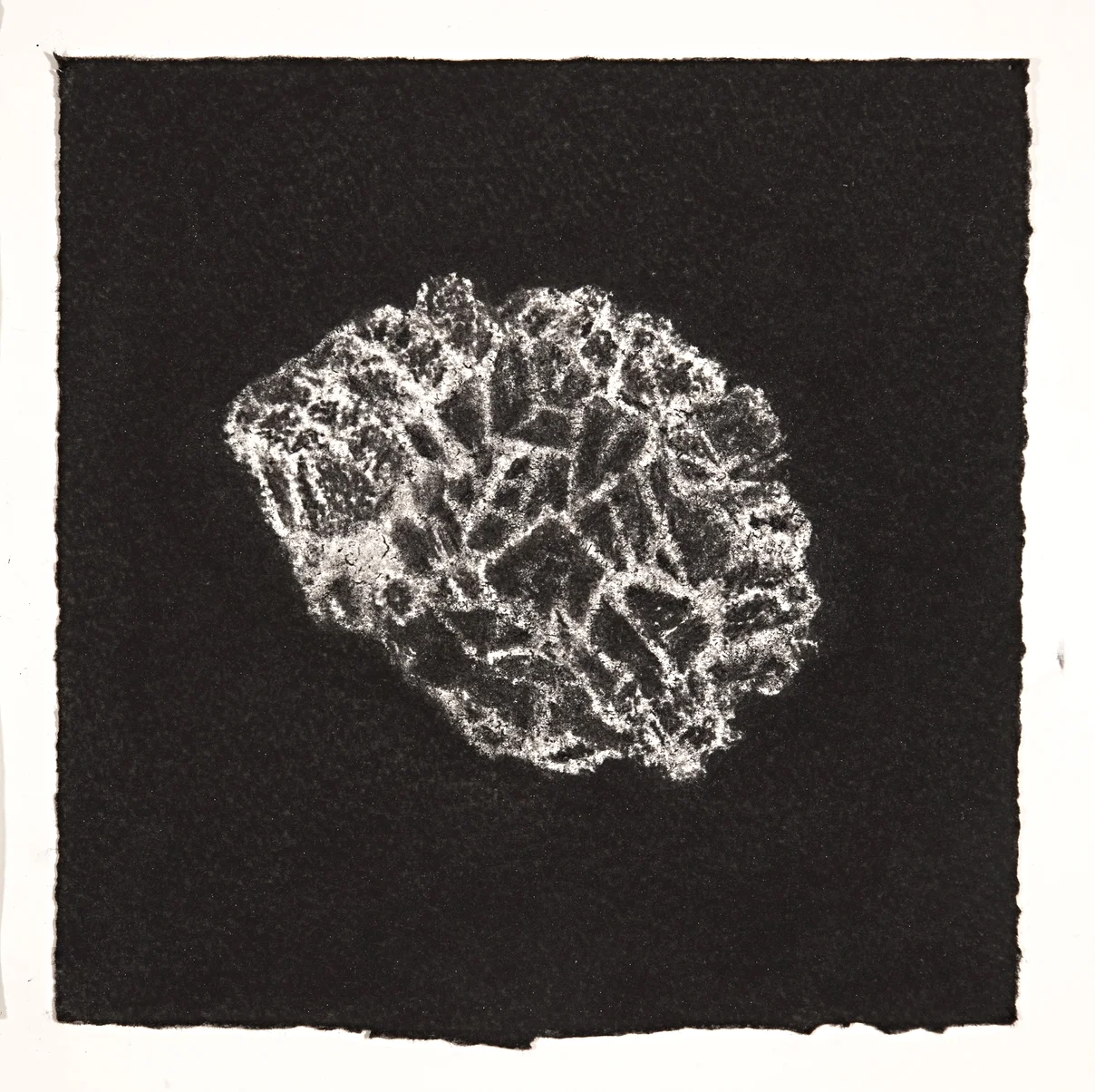 Coral, 2014, charcoal on paper, 19x19cm
