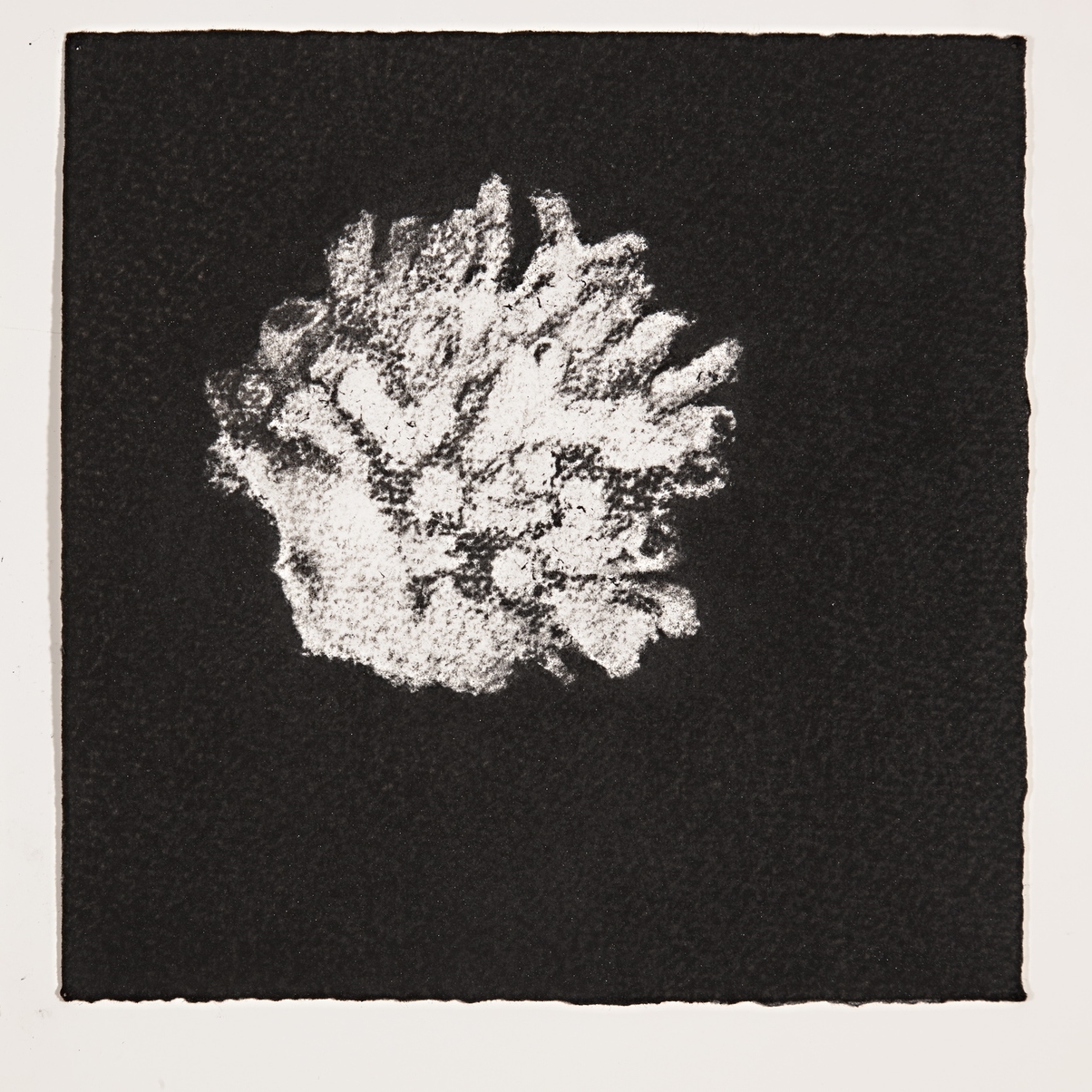  Coral, 2014, charcoal on paper, 19x19cm 