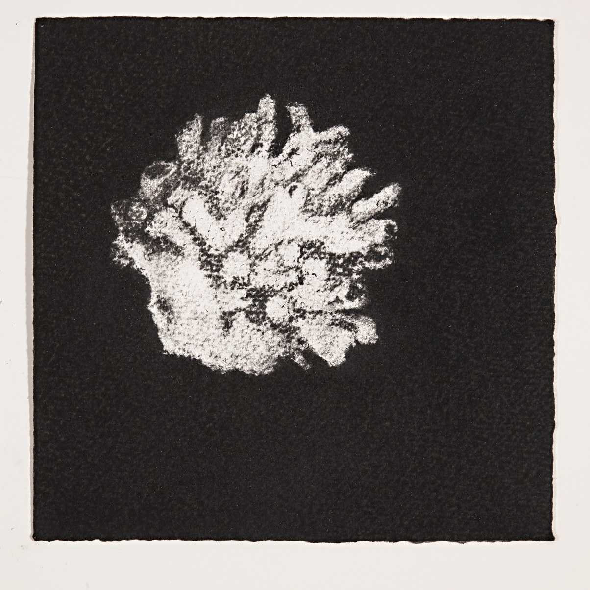 Coral, 2014, charcoal on paper, 19x19cm