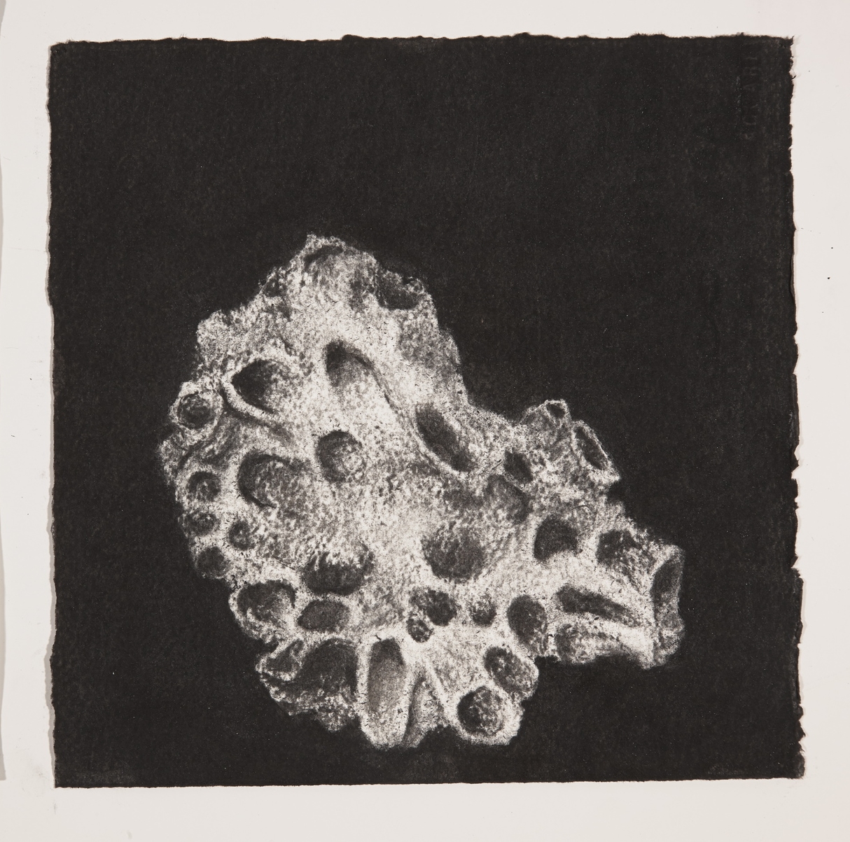  Coral, 2014, charcoal on paper, 19x19cm 