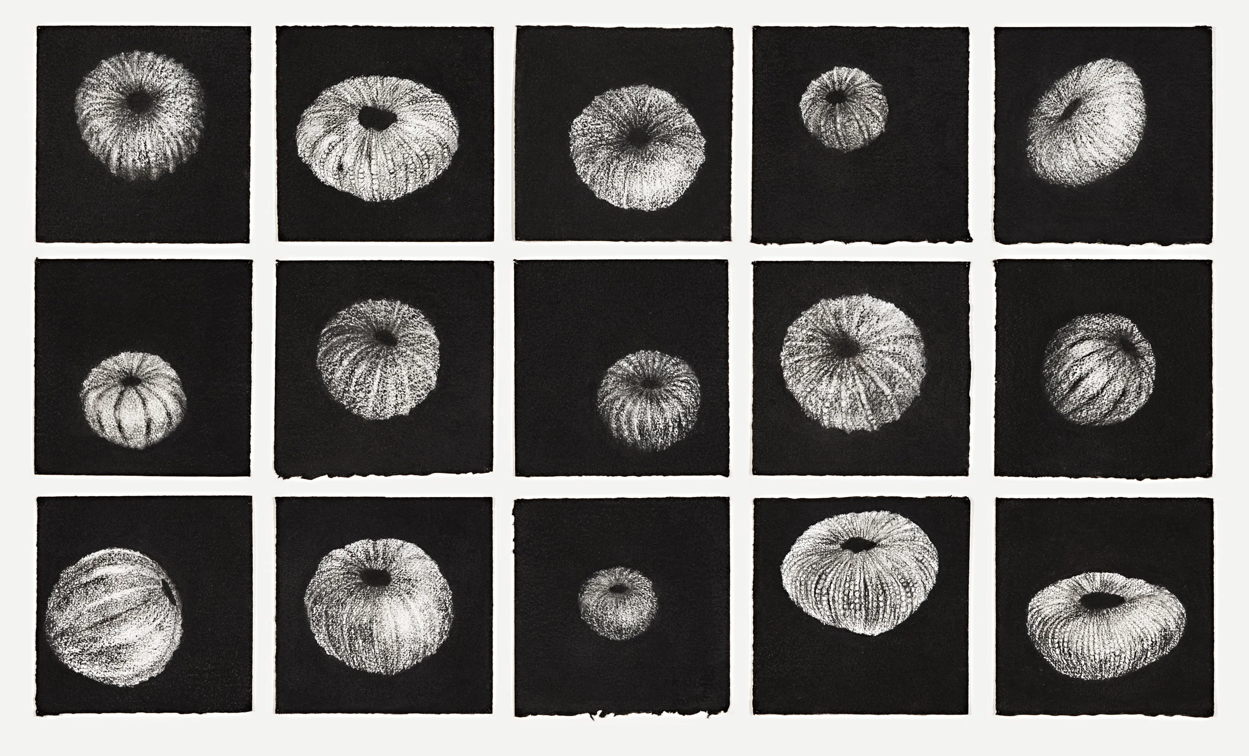 15 urchins, 2014 charcoal on paper, each 18 x 18cm