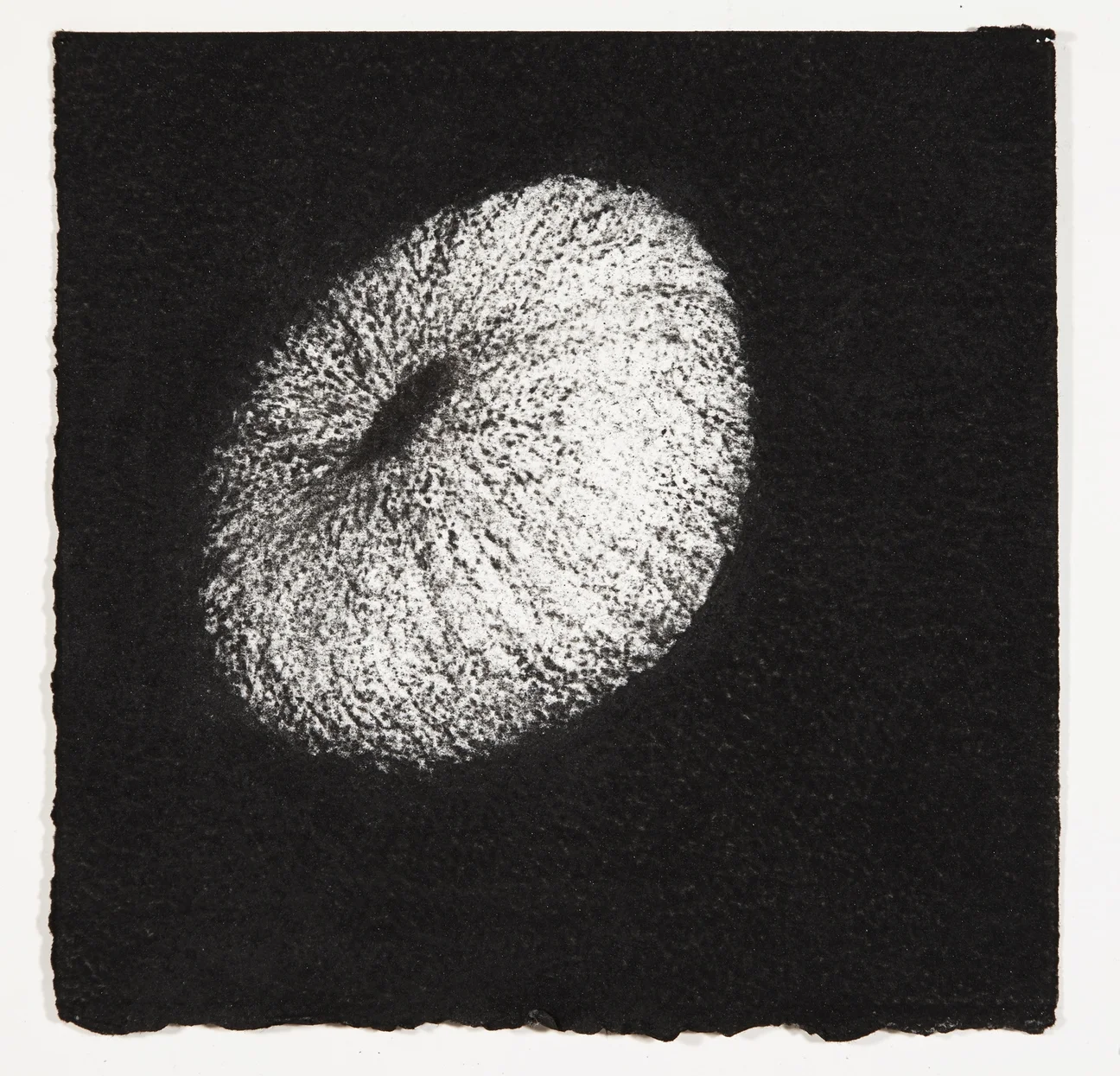 Urchin, 2014, charcoal on paper, 18x18cm