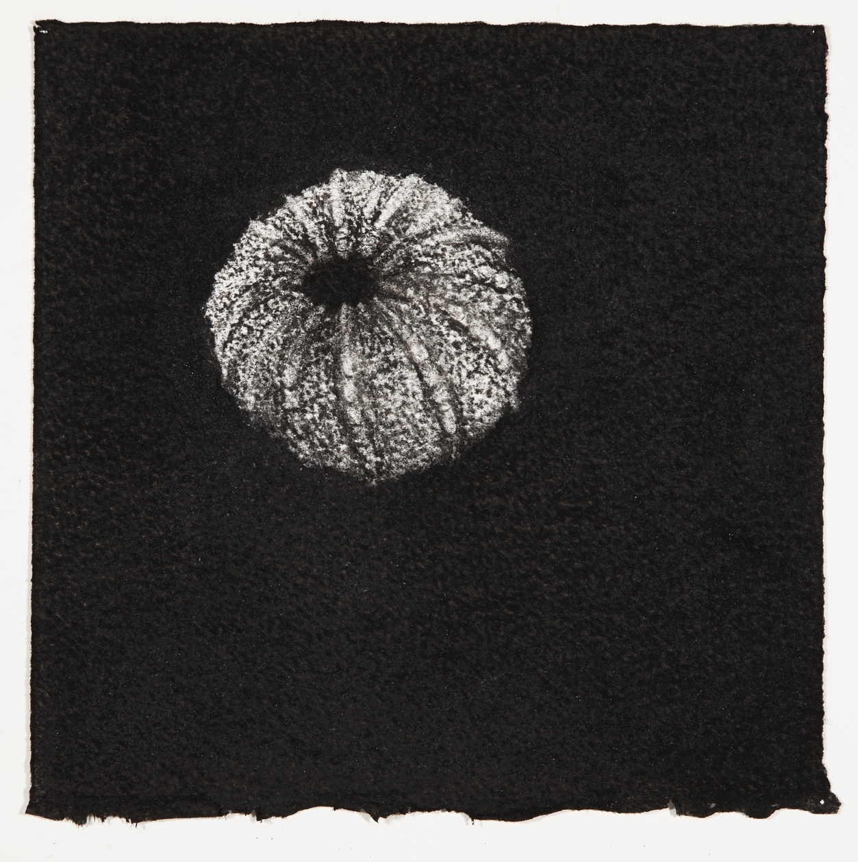 Urchin, 2014, charcoal on paper, 18x18cm