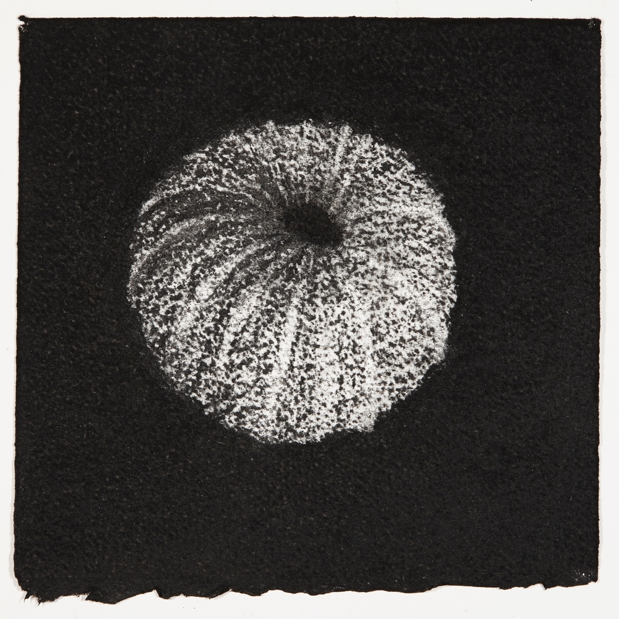  Urchin, 2014, charcoal on paper, 18x18cm 