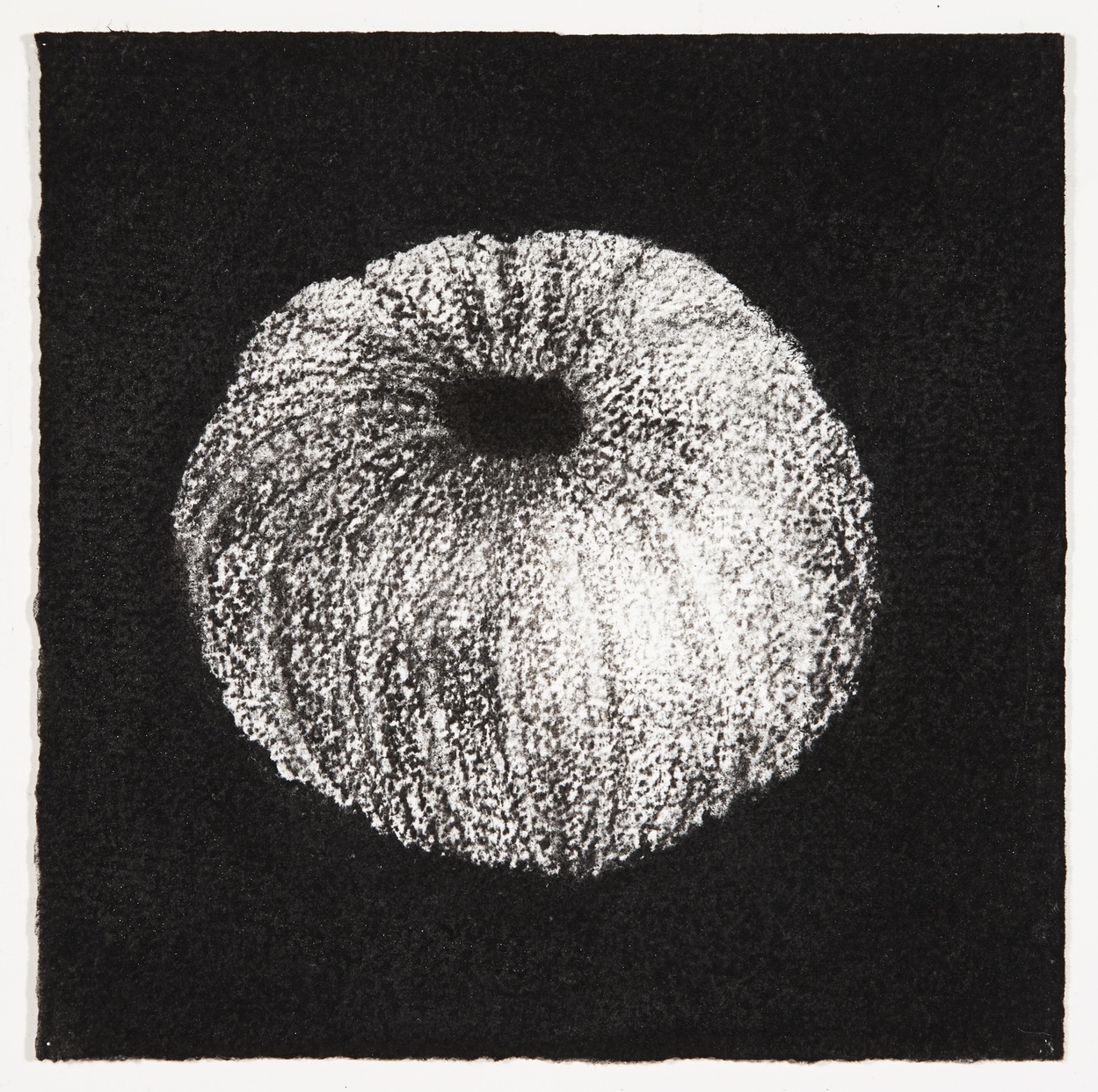  Urchin, 2014, charcoal on paper, 18x18cm 