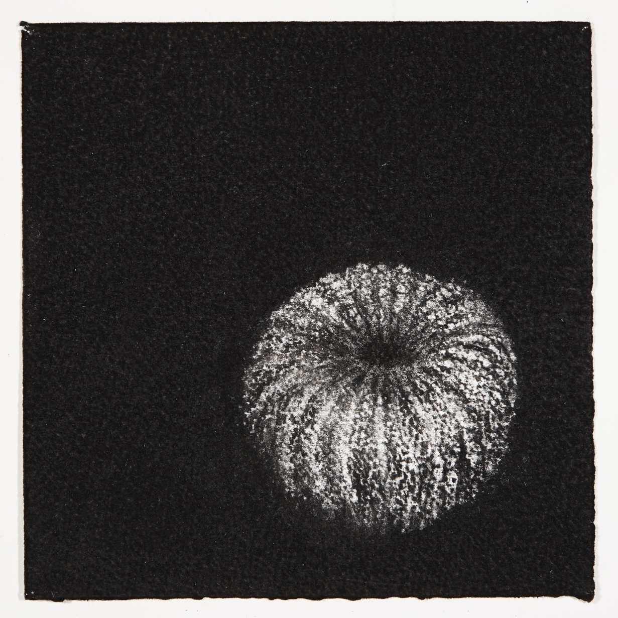  Urchin, 2014, charcoal on paper, 18x18cm 