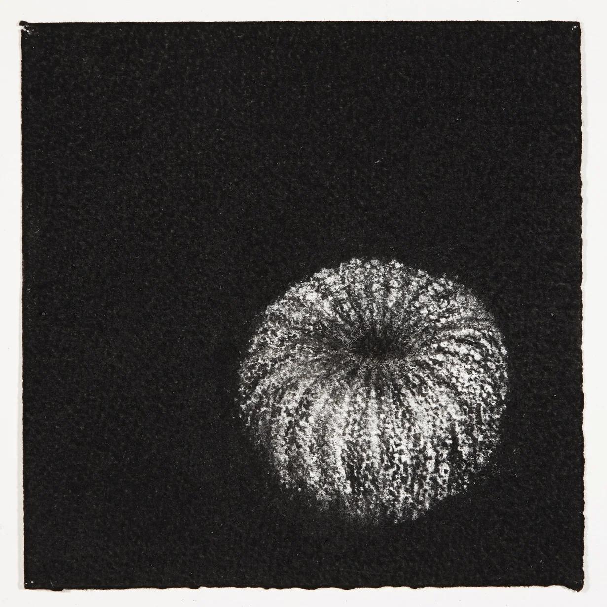 Urchin, 2014, charcoal on paper, 18x18cm