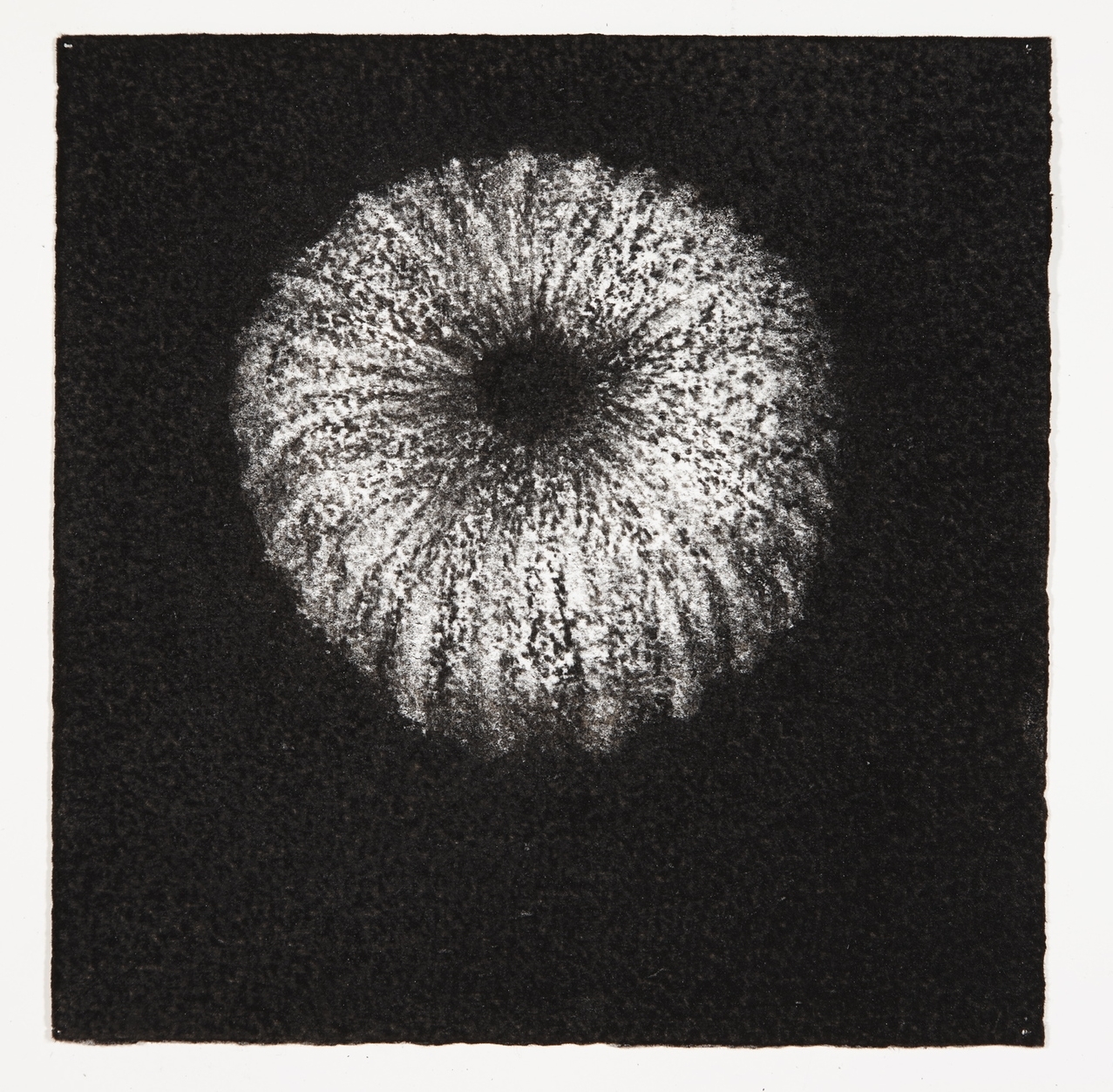 Urchin, 2014, charcoal on paper, 18x18cm