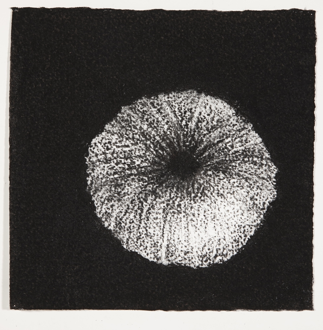  Urchin, 2014, charcoal on paper, 18x18cm 