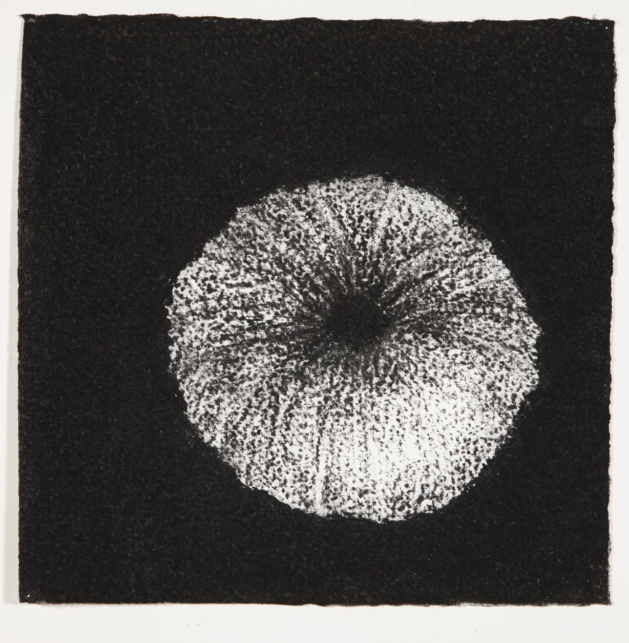 Urchin, 2014, charcoal on paper, 18x18cm