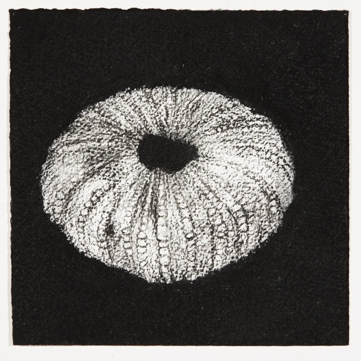 Urchin, 2014, charcoal on paper, 18x18cm