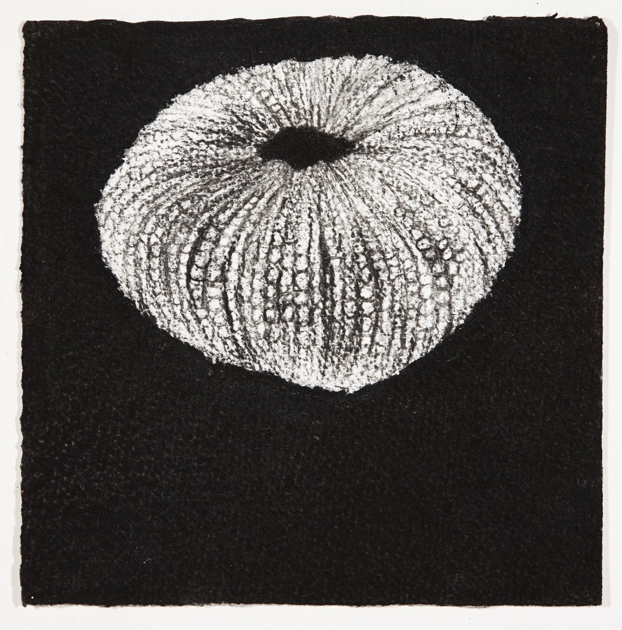  Urchin, 2014, charcoal on paper, 18x18cm 