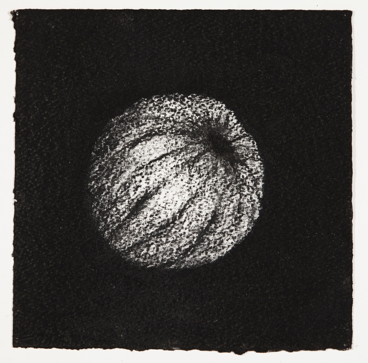  Urchin, 2014, charcoal on paper, 18x18cm 