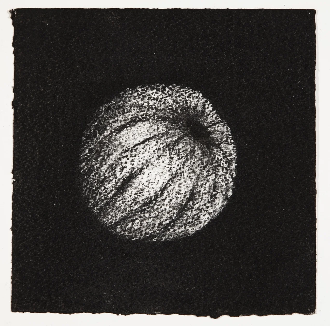 Urchin, 2014, charcoal on paper, 18x18cm