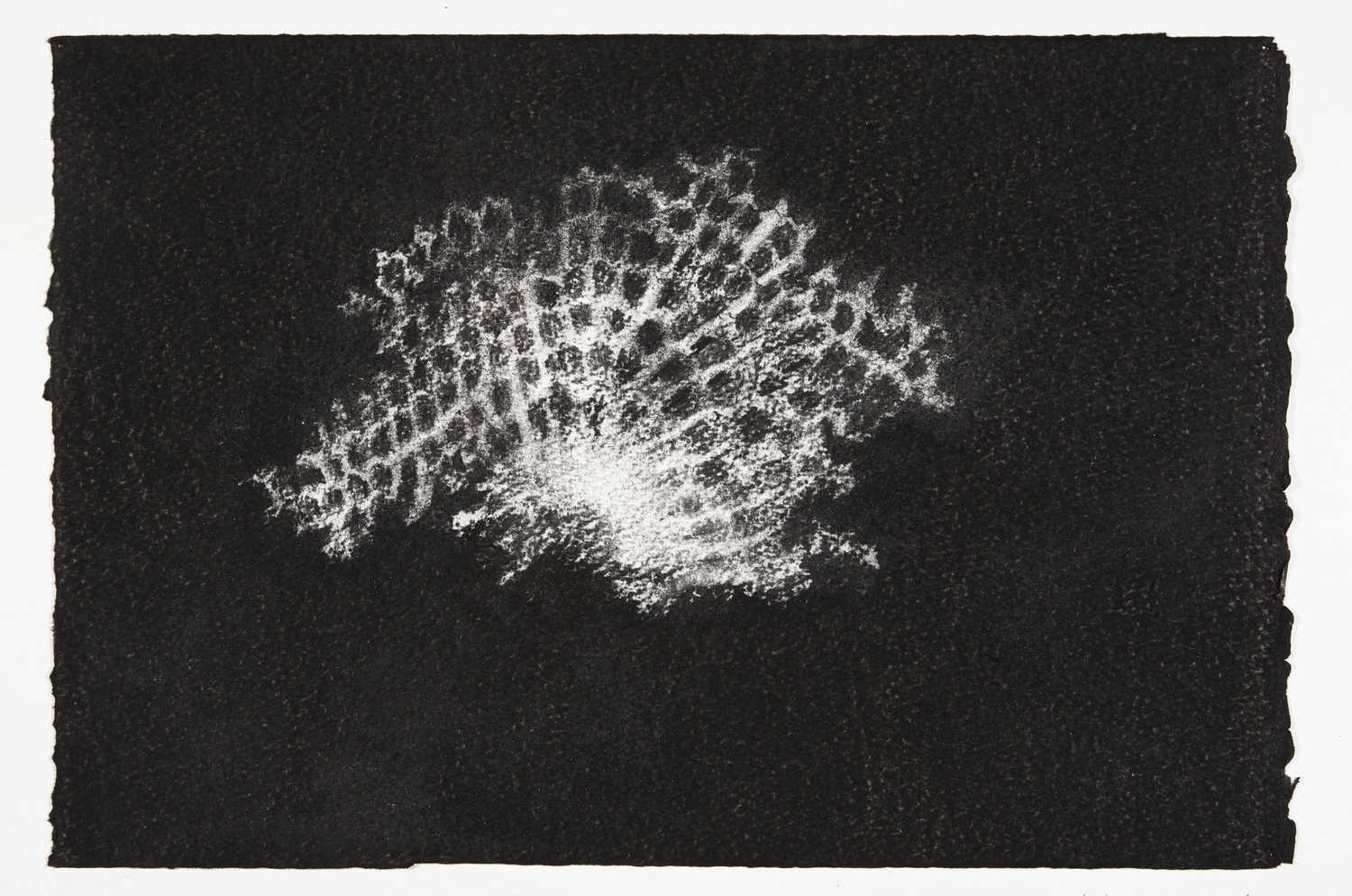 Wasp's Nest, 2013-2014, charcoal on paper, 22x33cm