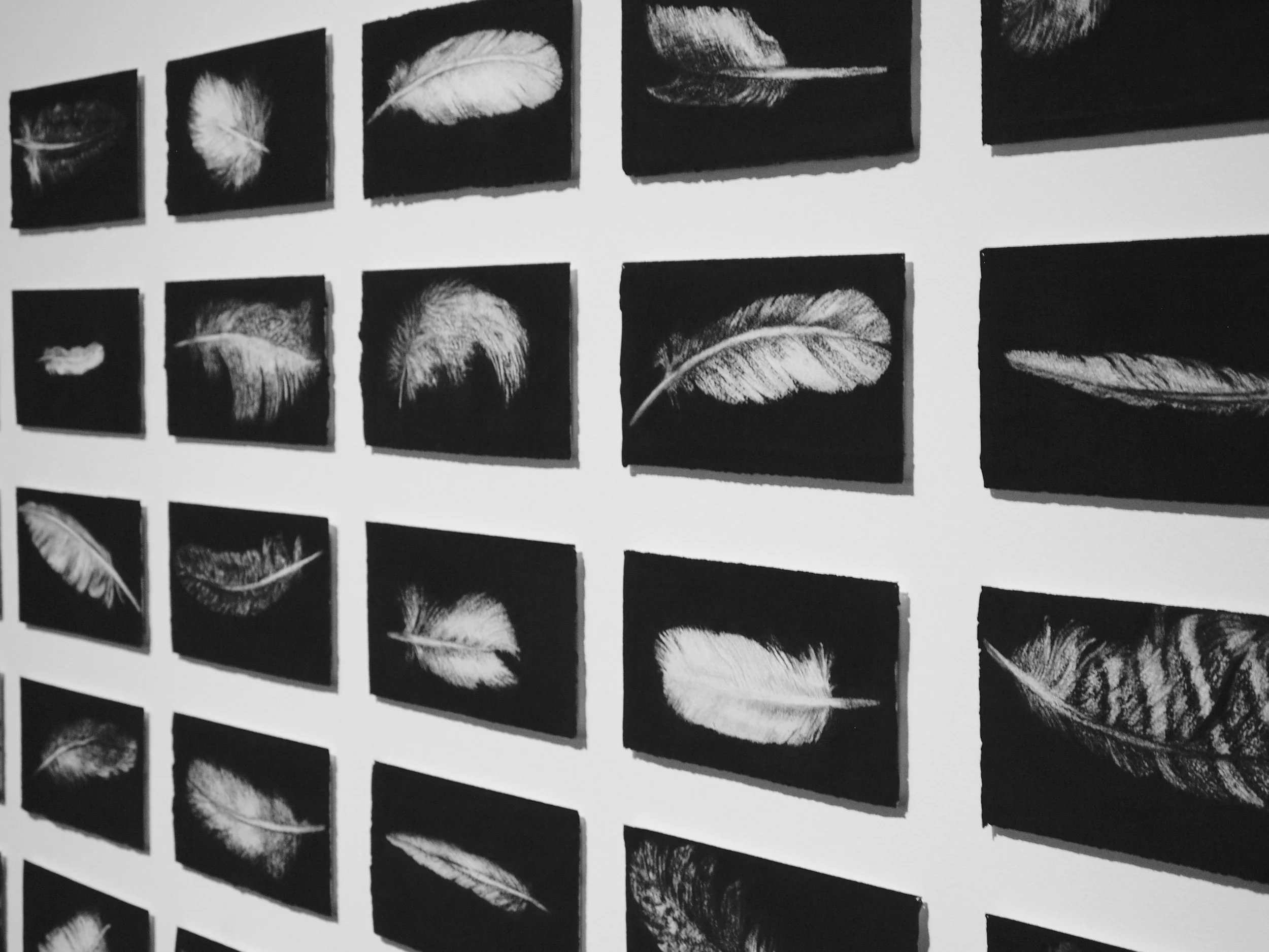 Sixty feathers, 2014-2016, charcoal on sixty sheets of white paper; 13.5 x 31 cm each sheet (installation size variable), installation image Glasshouse Port Macquarie Regional Gallery 2016