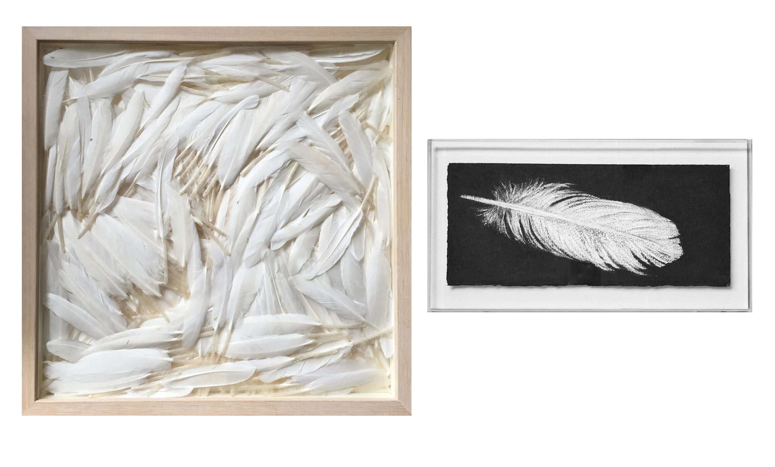 Pollyxenia Joannou, Flight, 2016, 38x38cm framed, feathers Jennifer Keeler-Milne, Feather, 2016, 31x13.5cm, 36x19cm framed, charcoal on paper