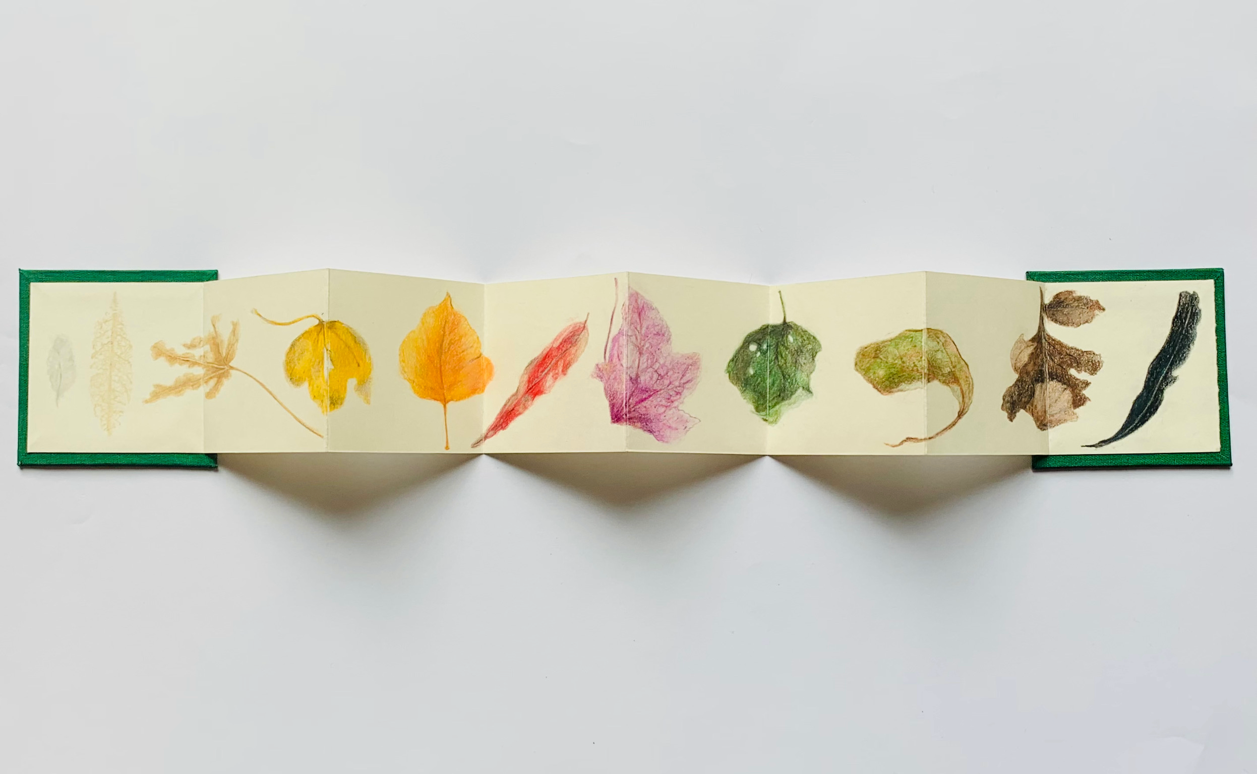 Autumn leaf concertina, 2020, , 8 x 56cm, perspex box 15 x 50cm, coloured pencil on paper, card, fabric