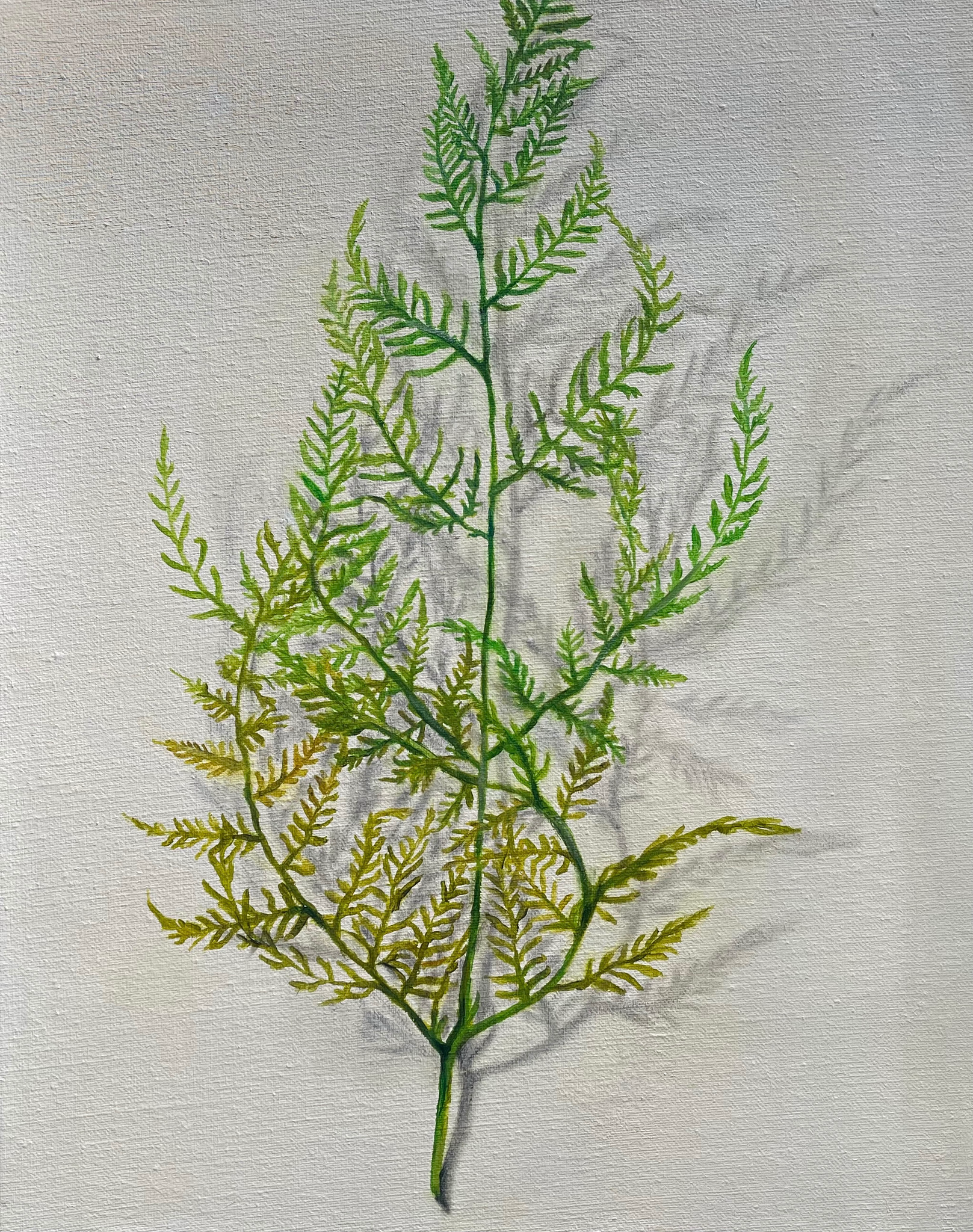 Fern, 2020, 51x41cm, oil on linen