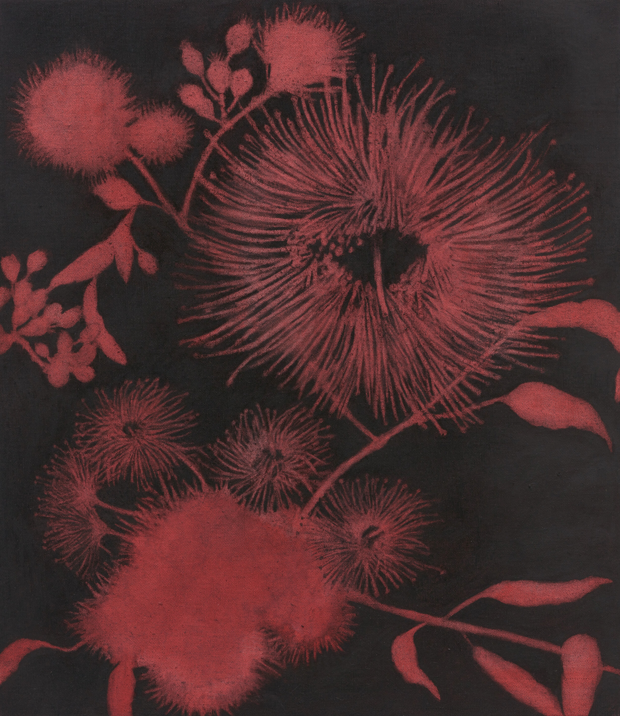 Corymbia, 2021, charcoal on linen, 77x57cm