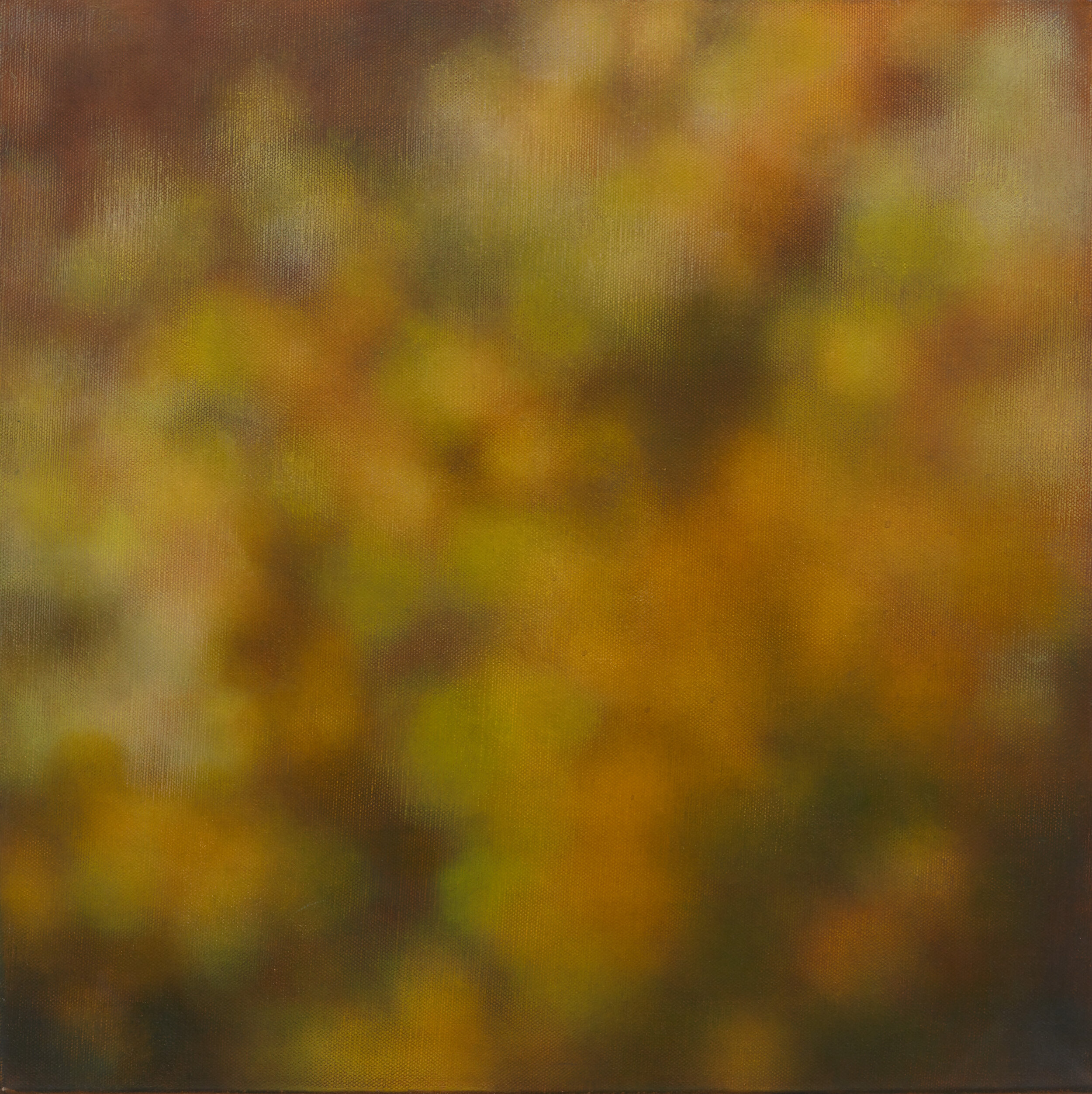 Wattle's light, 2010, 61x61cm, oil on linen