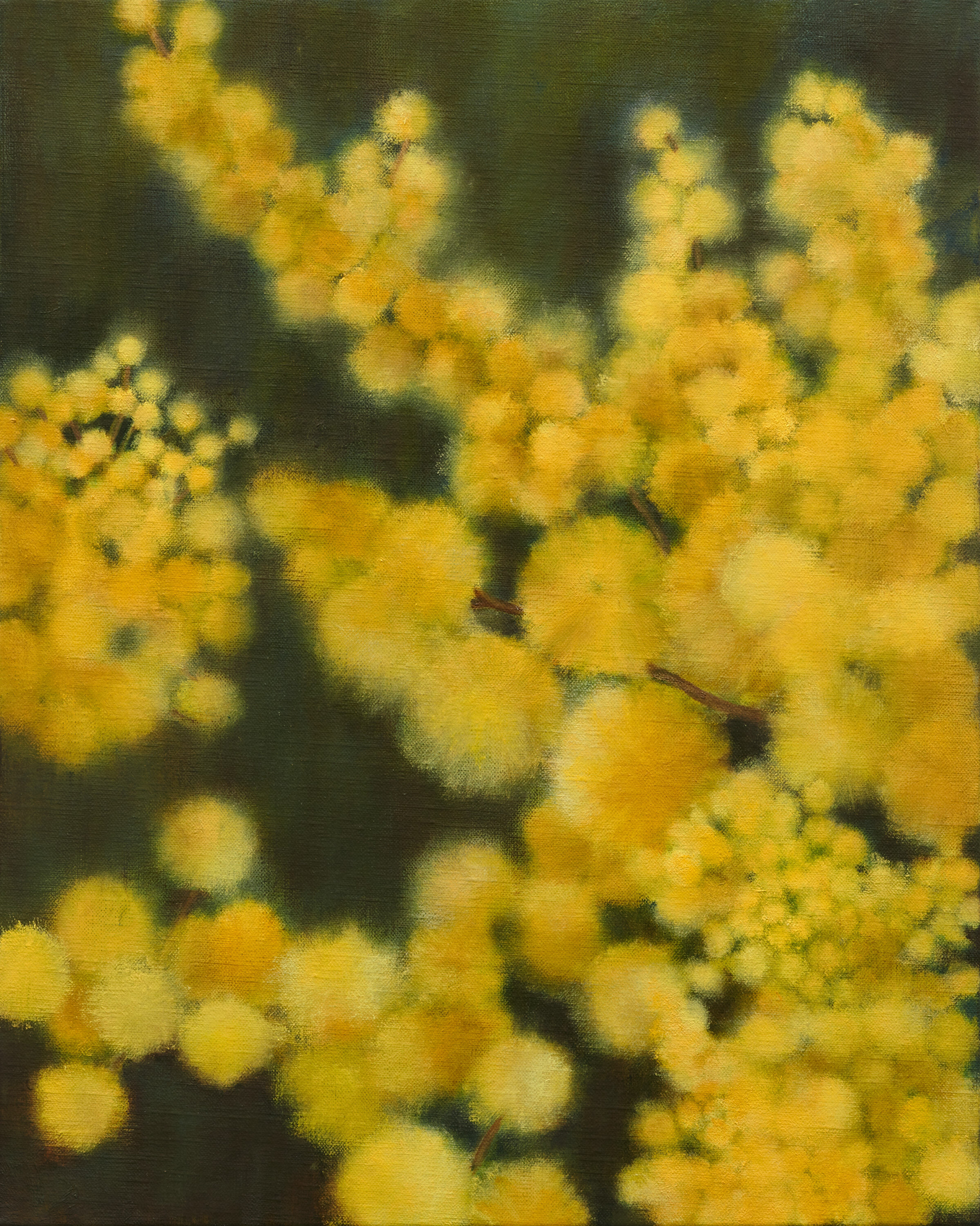 Silver wattle (brown), 2021, 51x41cm, oil on linen