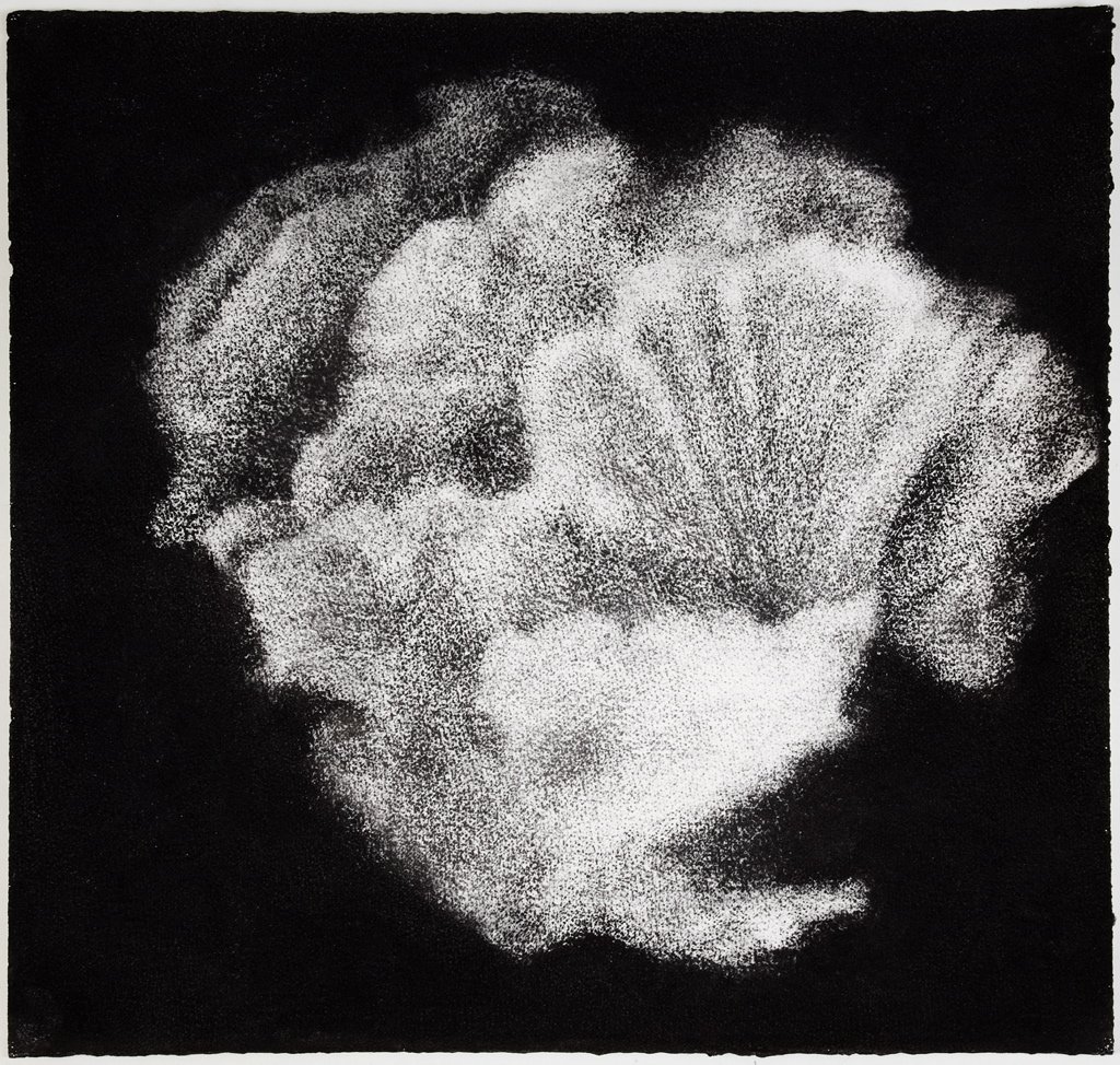 Jennifer Keeler-Milne Sea sponge # 12 2012 charcoal on paper 57 x 60 cm.jpg