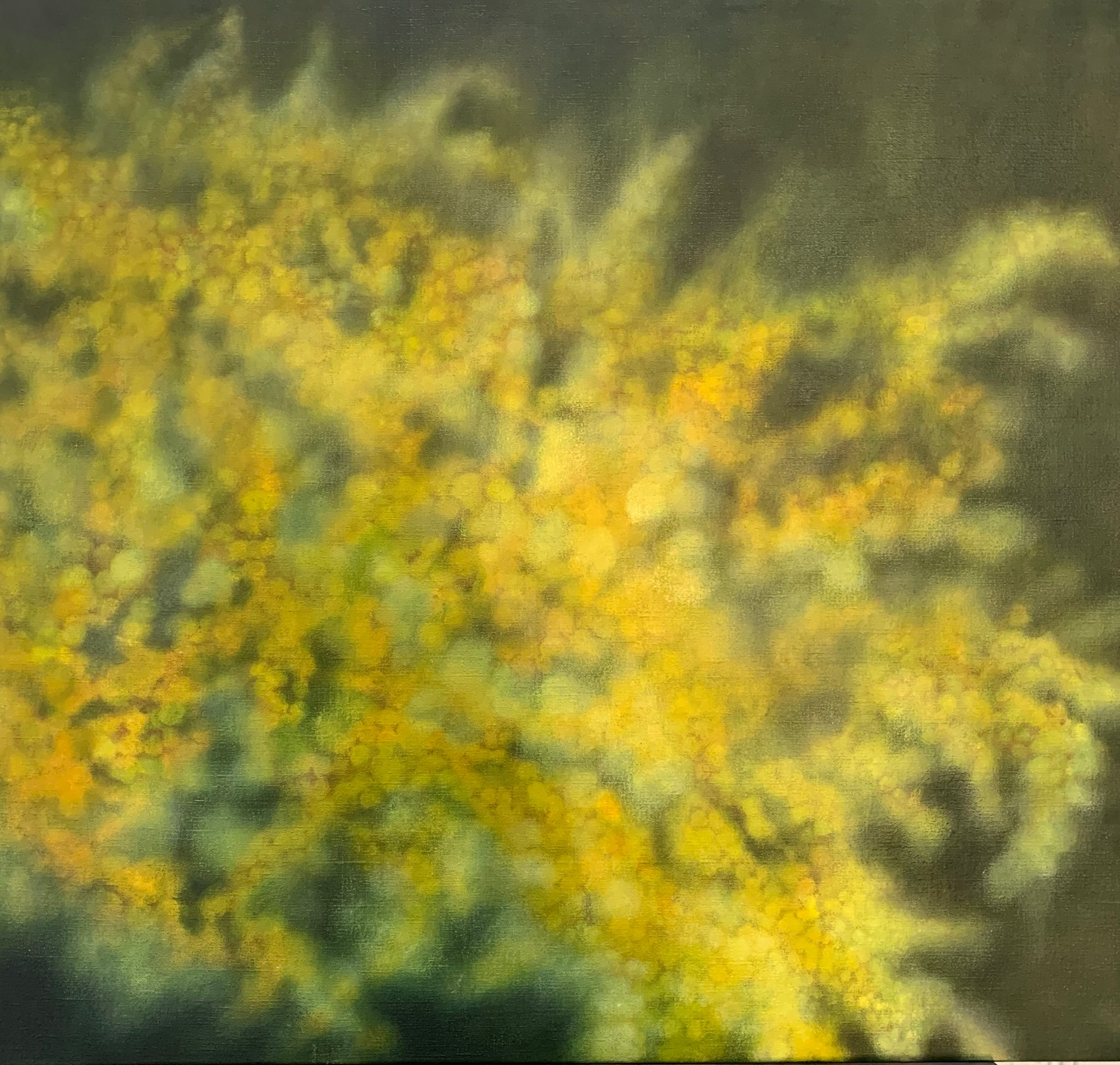 Jennifer Keeler-Milne Wattle 2020 oil on linen 71x77cm.png