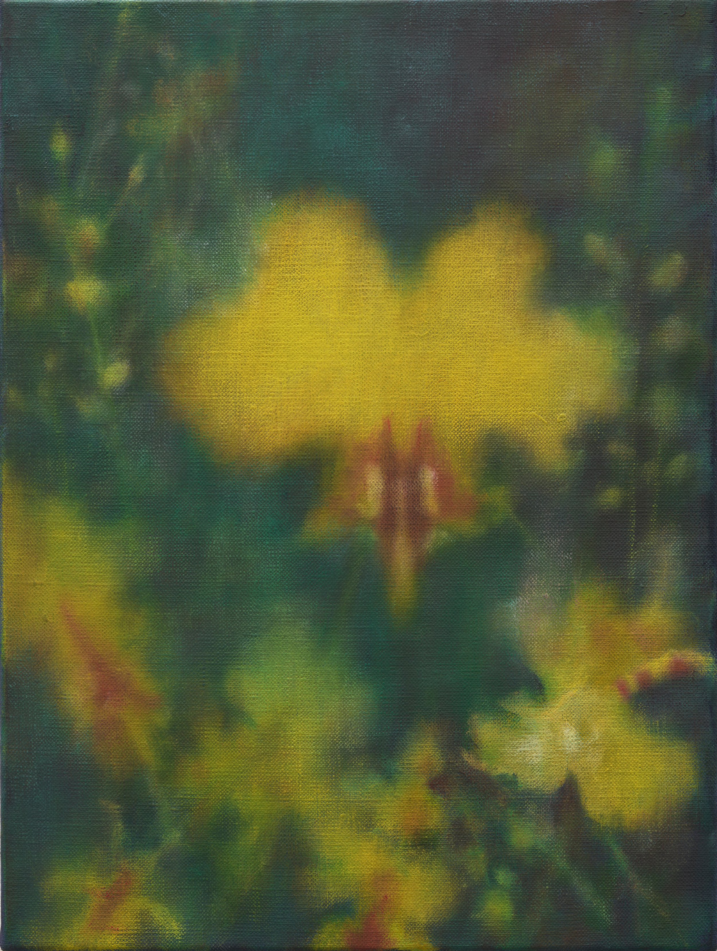   Singapore orchid  2025 oil on linen 41 x 31 cm 