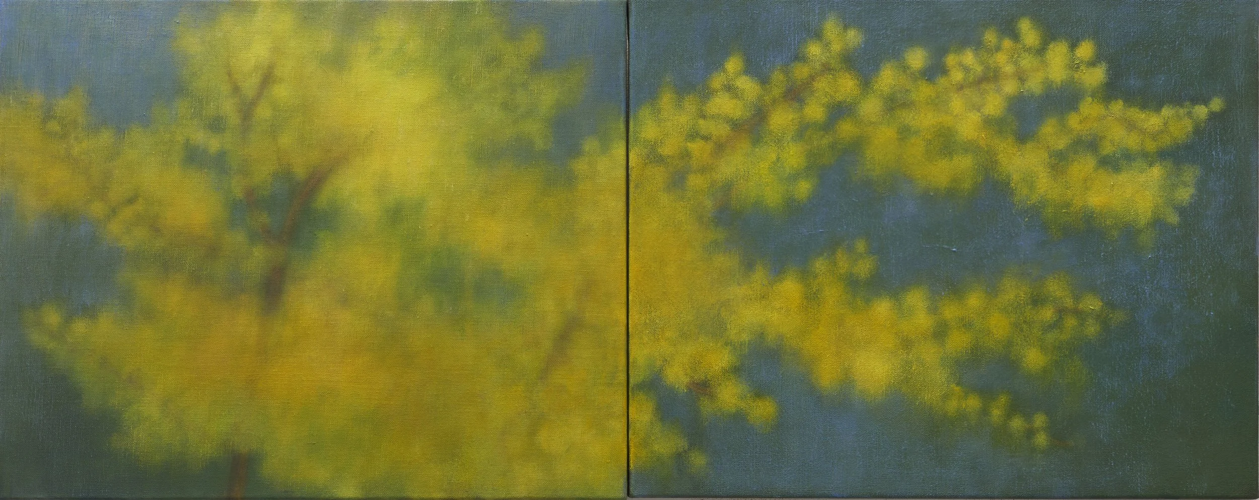 Wattle (diptych) 41x102cm oil on linen 2025