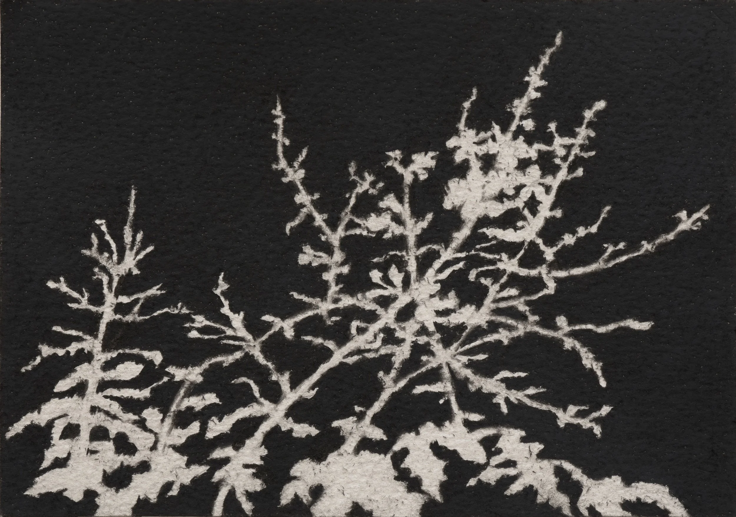   Untitled I  2025 charcoal on paper 