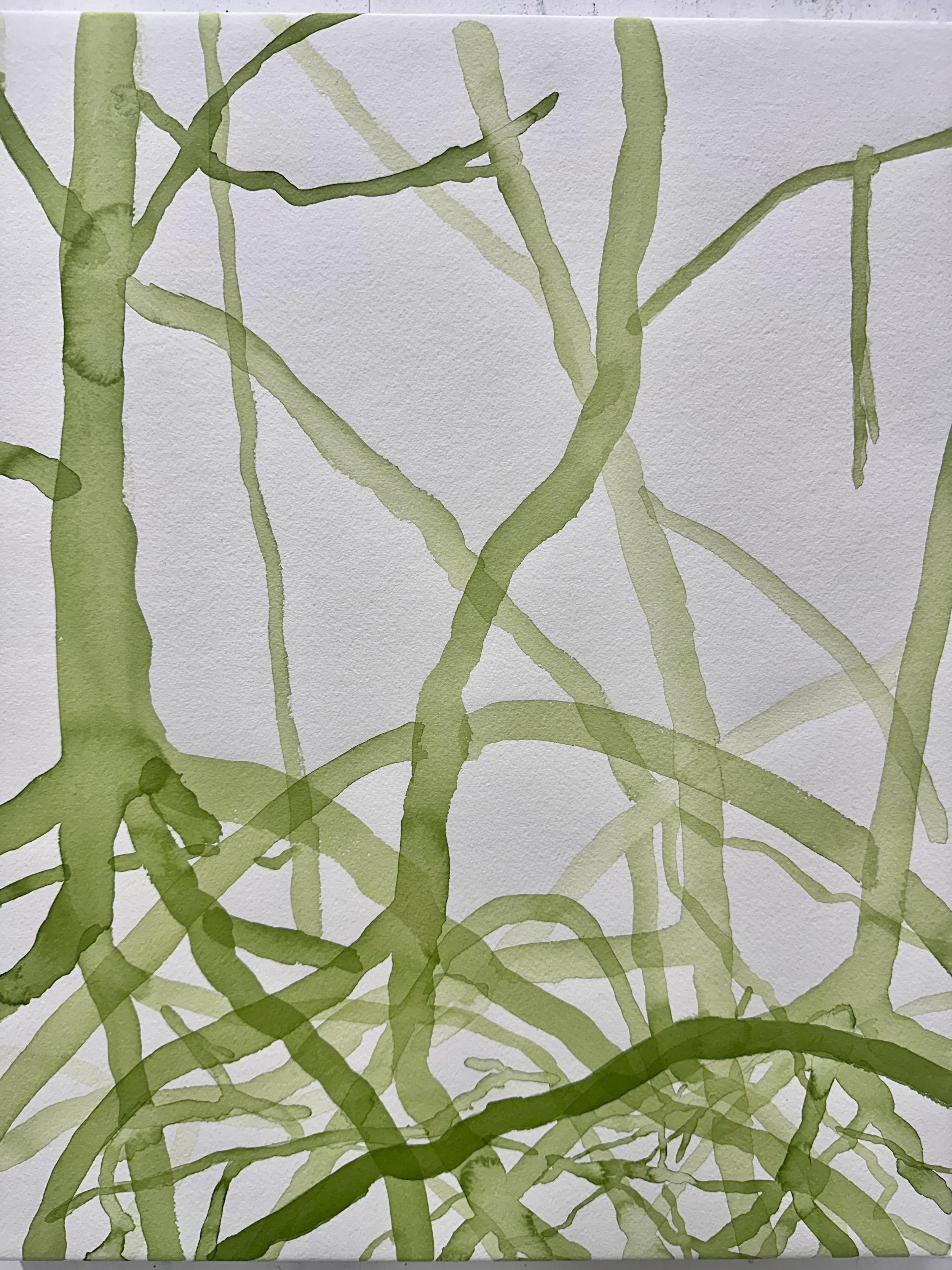   Mangrove II  2026 ink on paper each 50 x 40 cm 