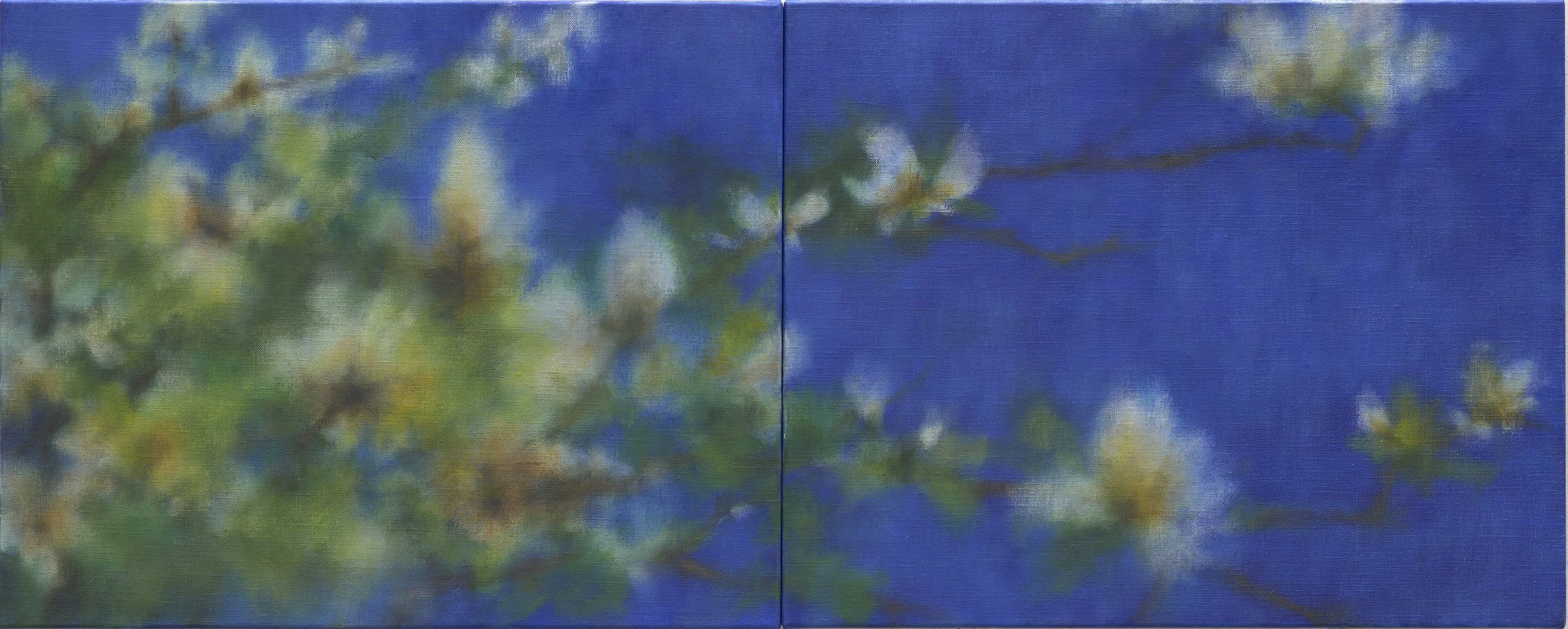 Magnolia (diptych) 41x102cm oil on linen 2025