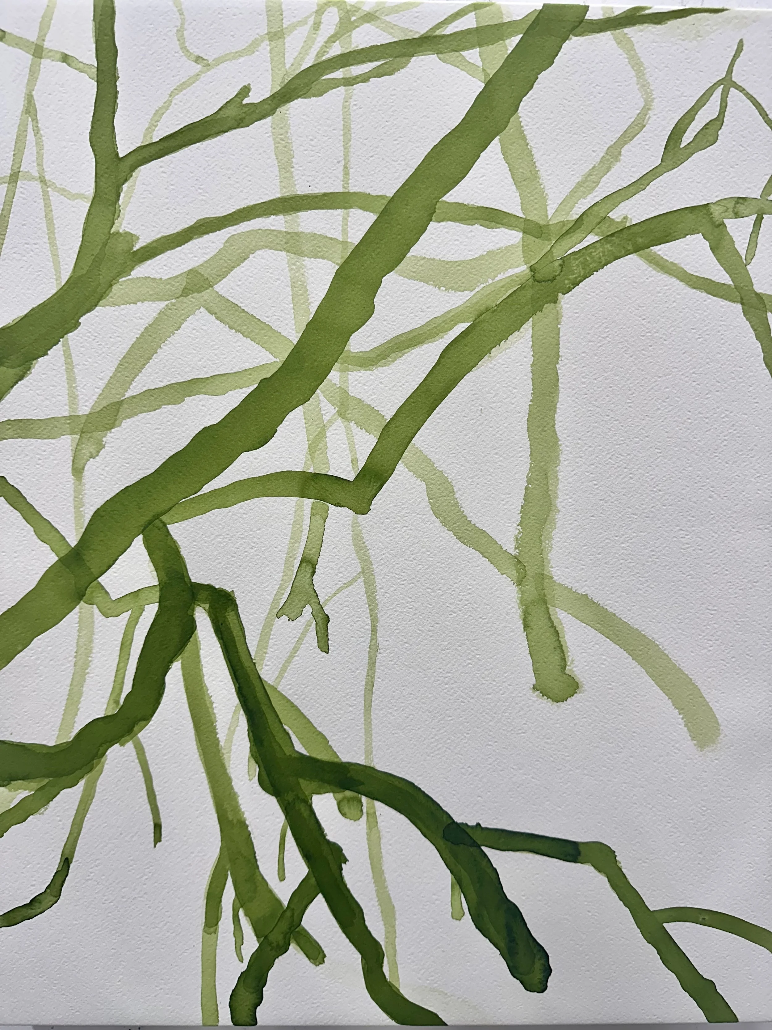   Mangrove I  2026 ink on paper each 50 x 40 cm 