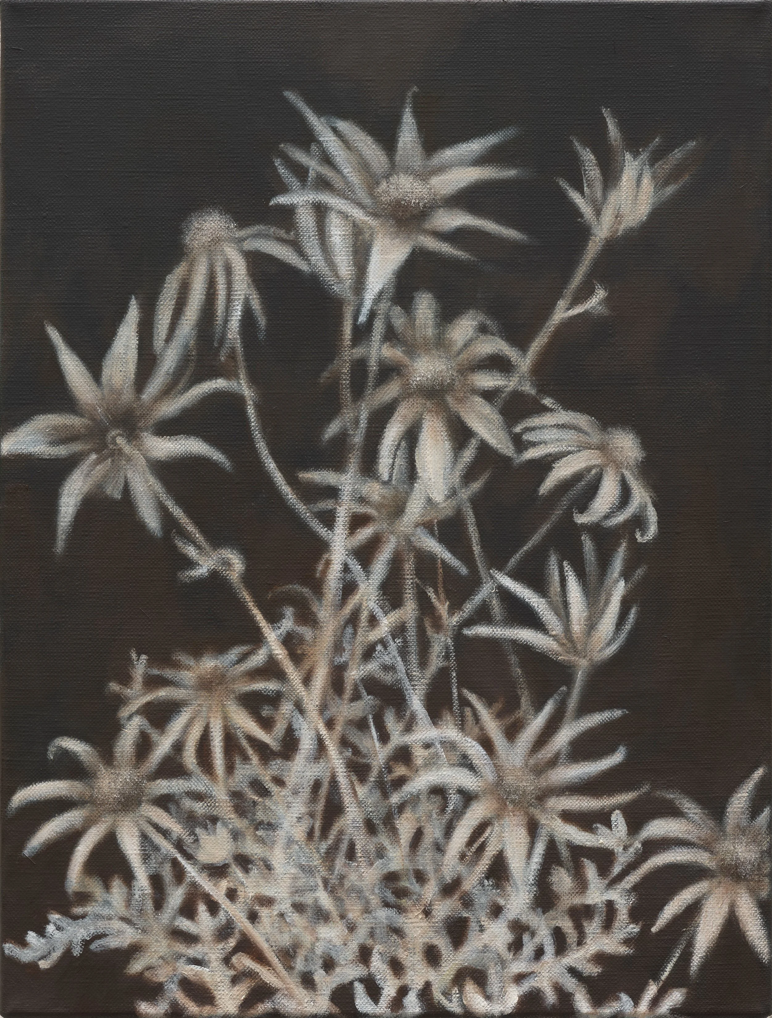   Flannel flower I  2025 oil on linen 41 x 31 cm 