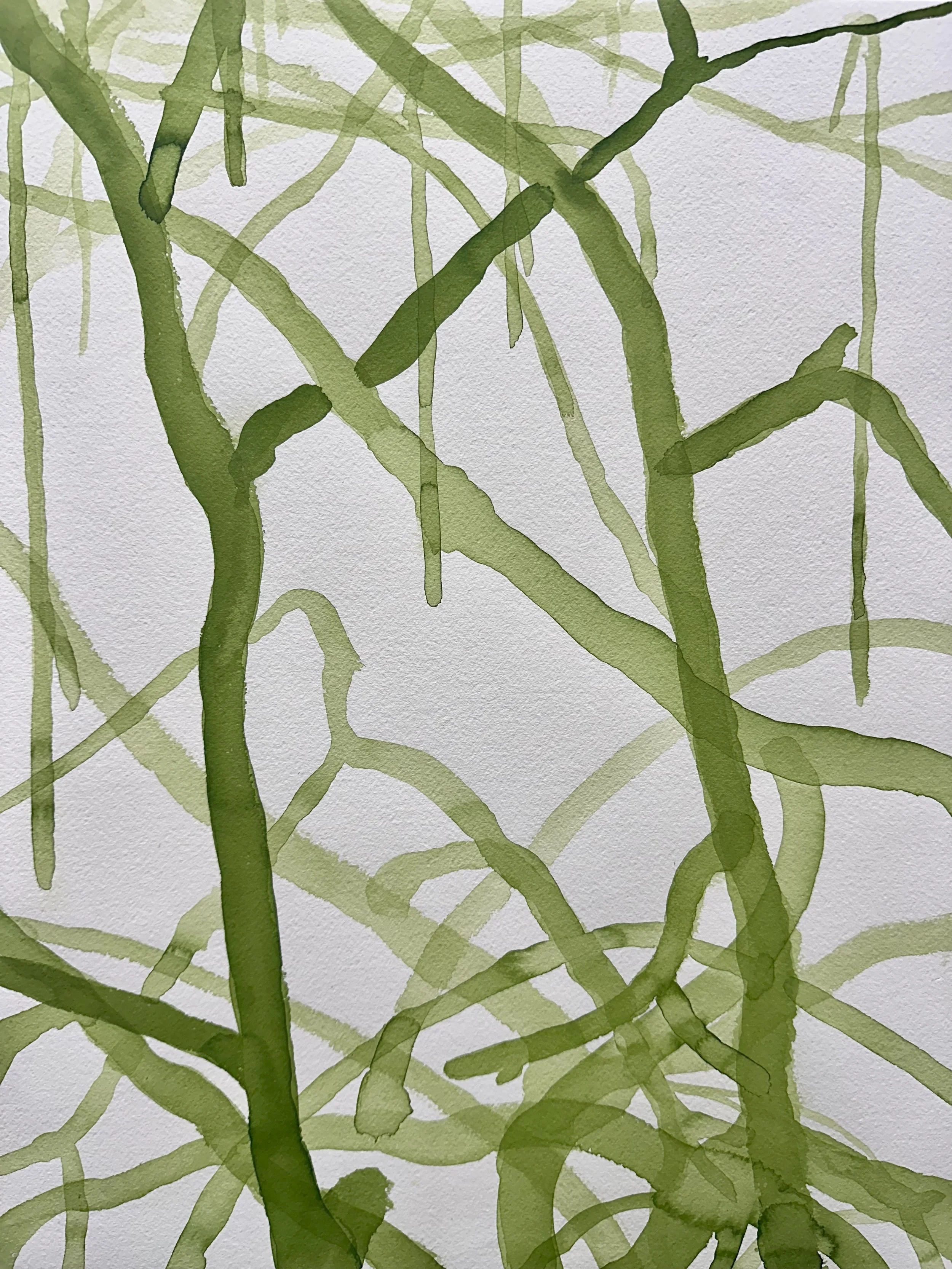   Mangrove IV  2026 ink on paper each 50 x 40 cm 